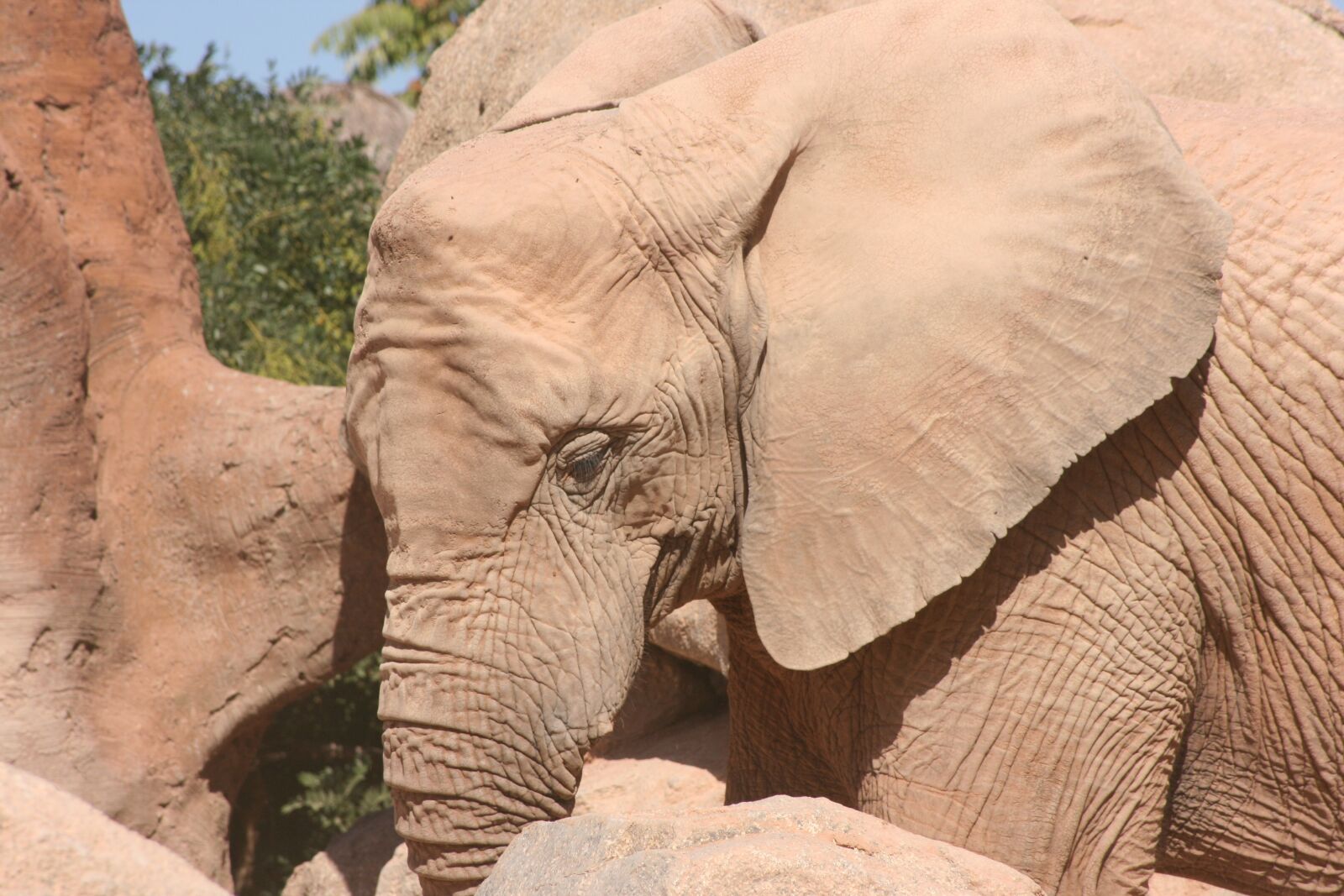 Canon EOS 400D (EOS Digital Rebel XTi / EOS Kiss Digital X) sample photo. Elephant, zoo, valencia photography