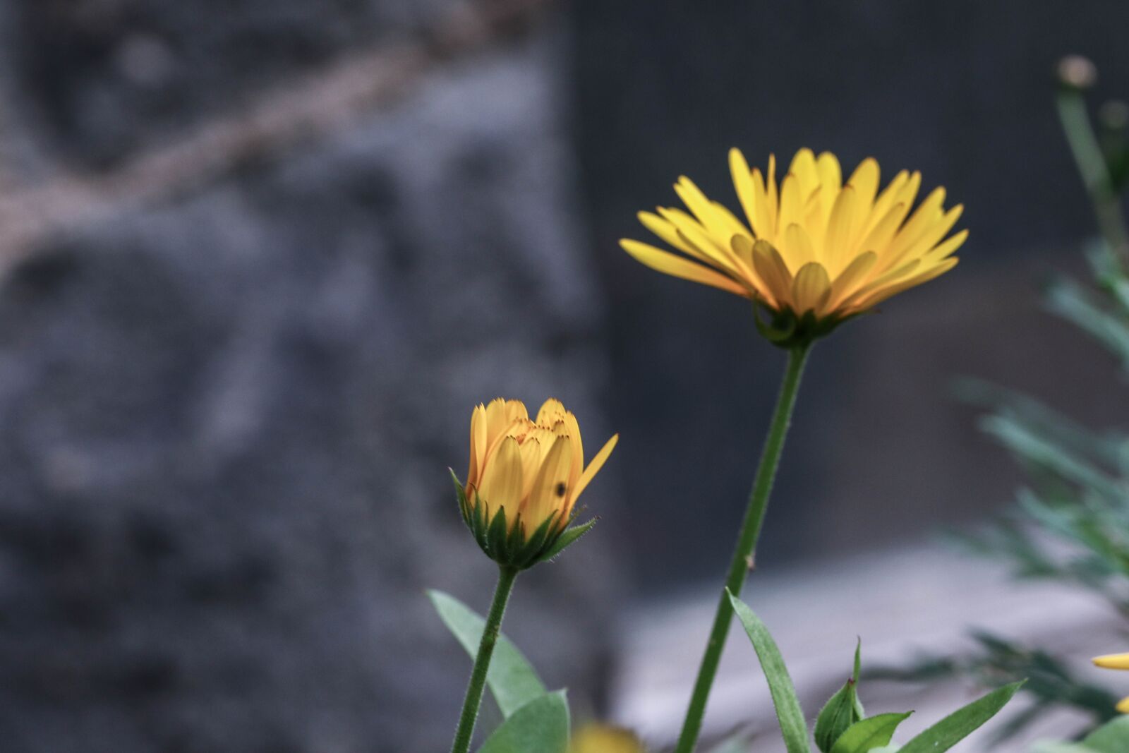 Canon EOS 7D Mark II sample photo. Flower, yellow, nature photography