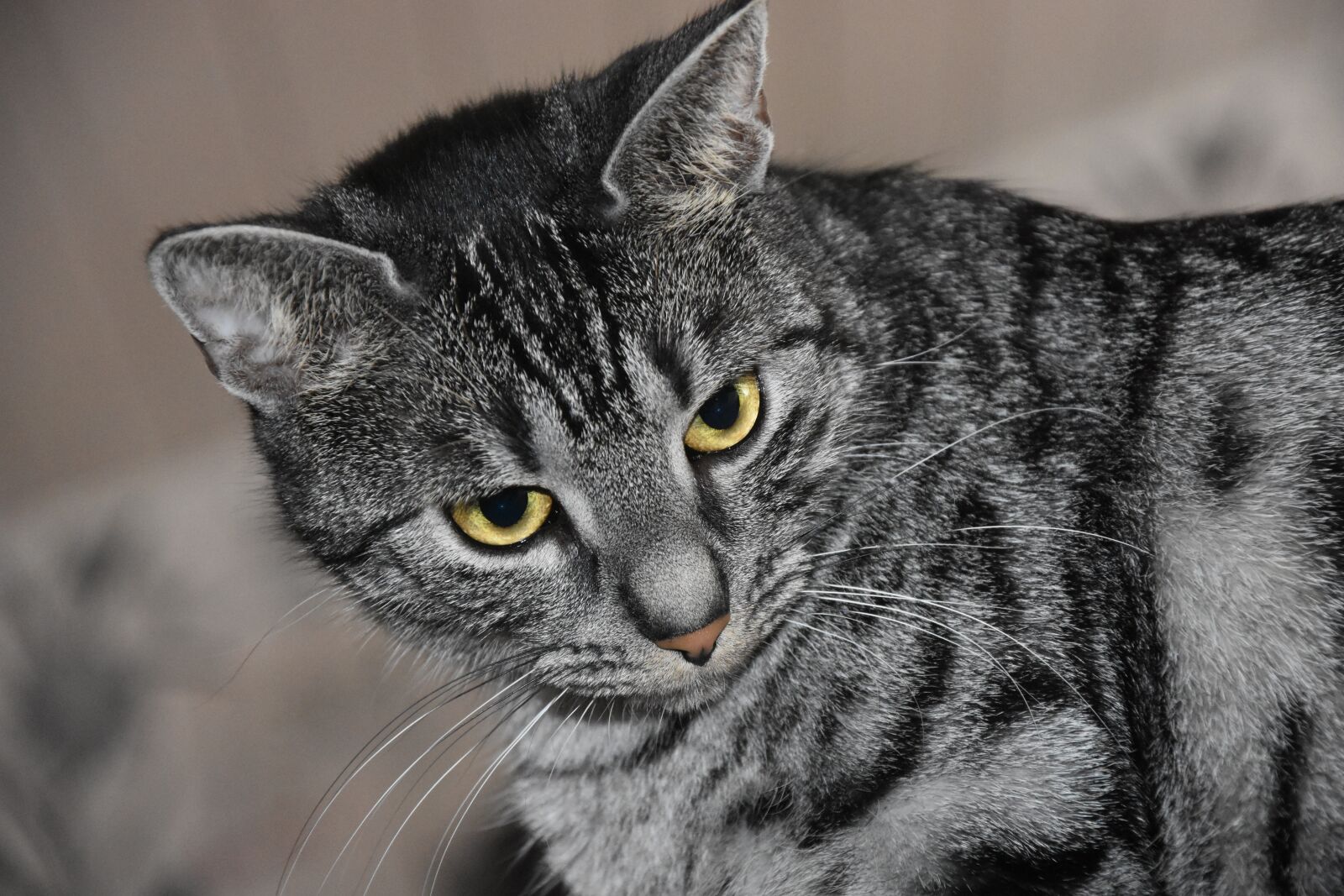 Nikon D7200 sample photo. Cat, silver grey, beautiful photography