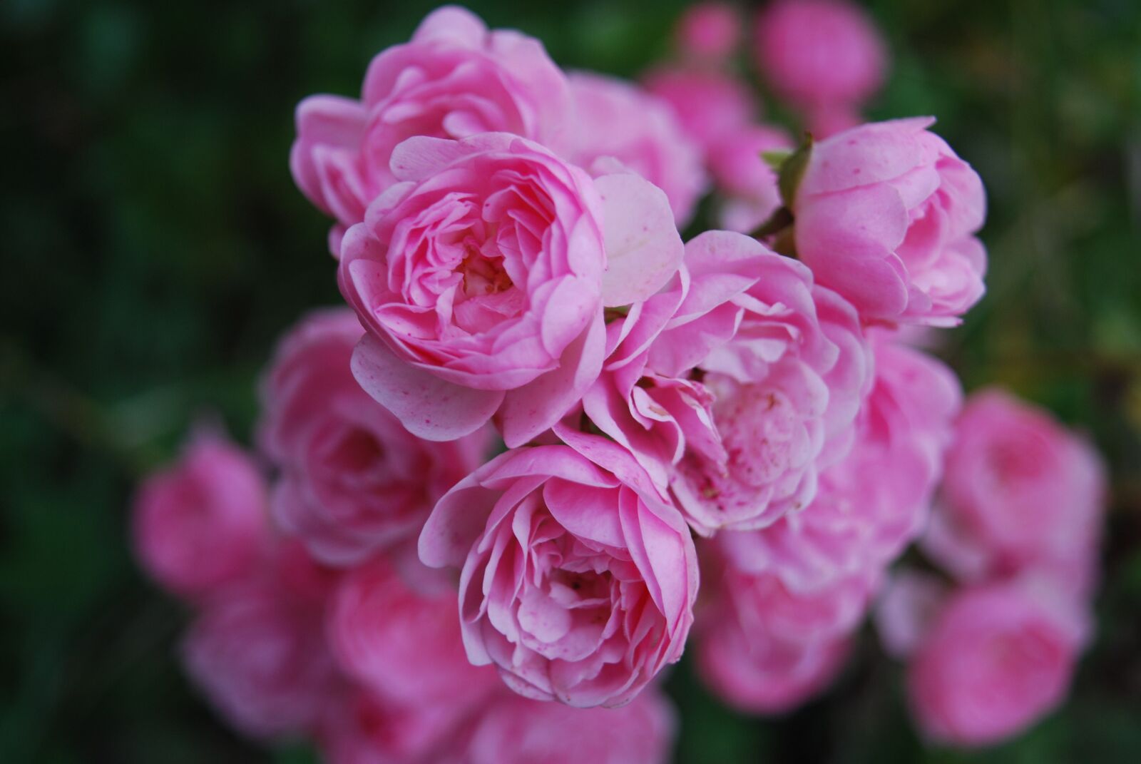 Nikon D60 sample photo. Flower, picture, purple photography