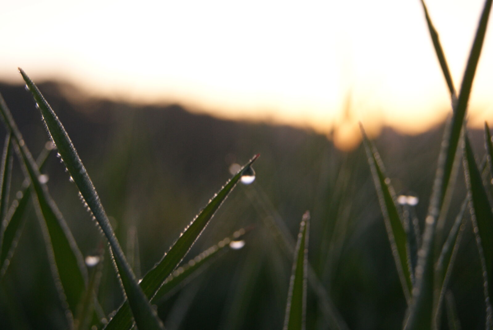 Sony Alpha DSLR-A230 sample photo. Dew, dewdrops, grass, morning photography
