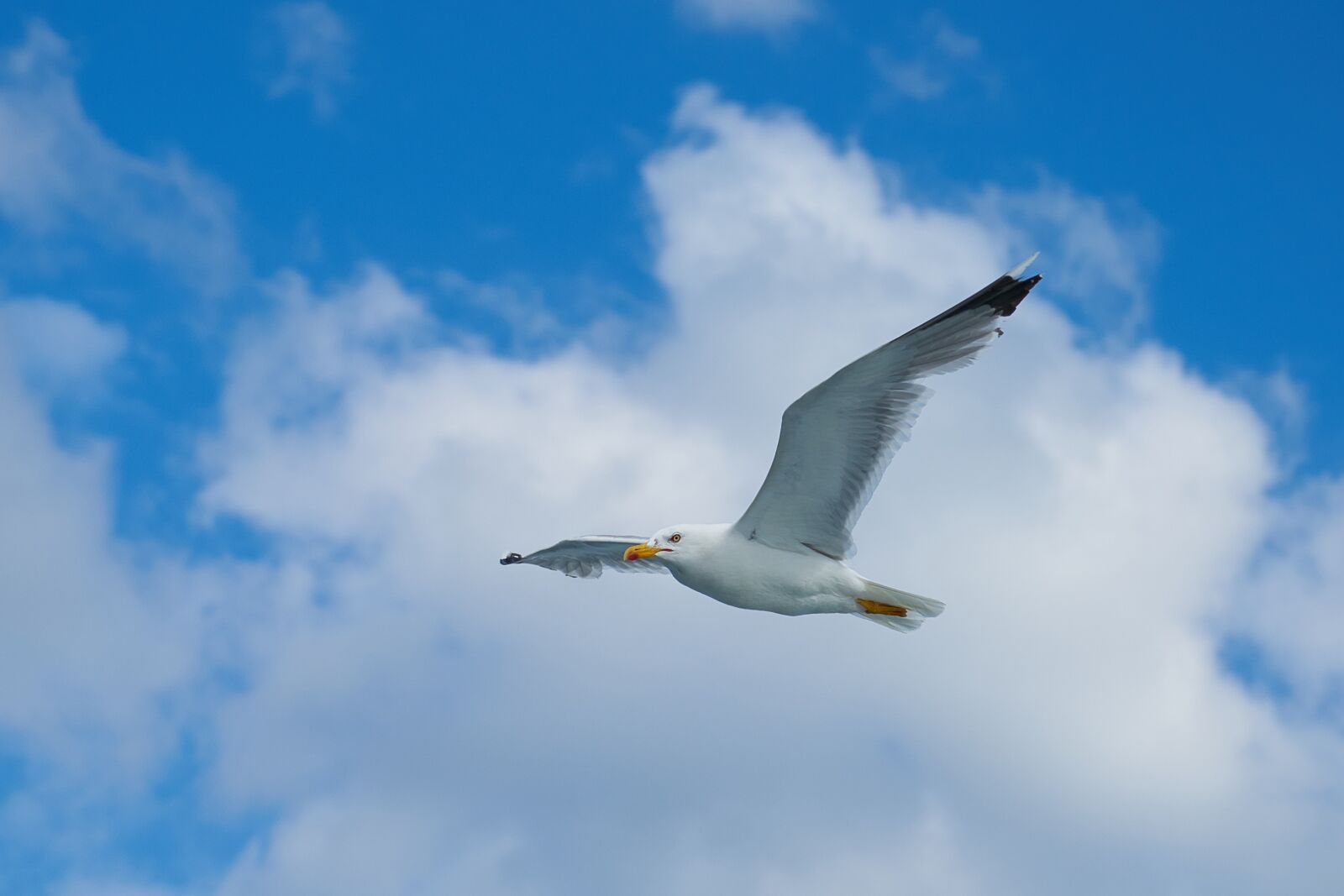 Sony a7R II + Sony Vario Tessar T* FE 24-70mm F4 ZA OSS sample photo. Seagull, bird, wing photography