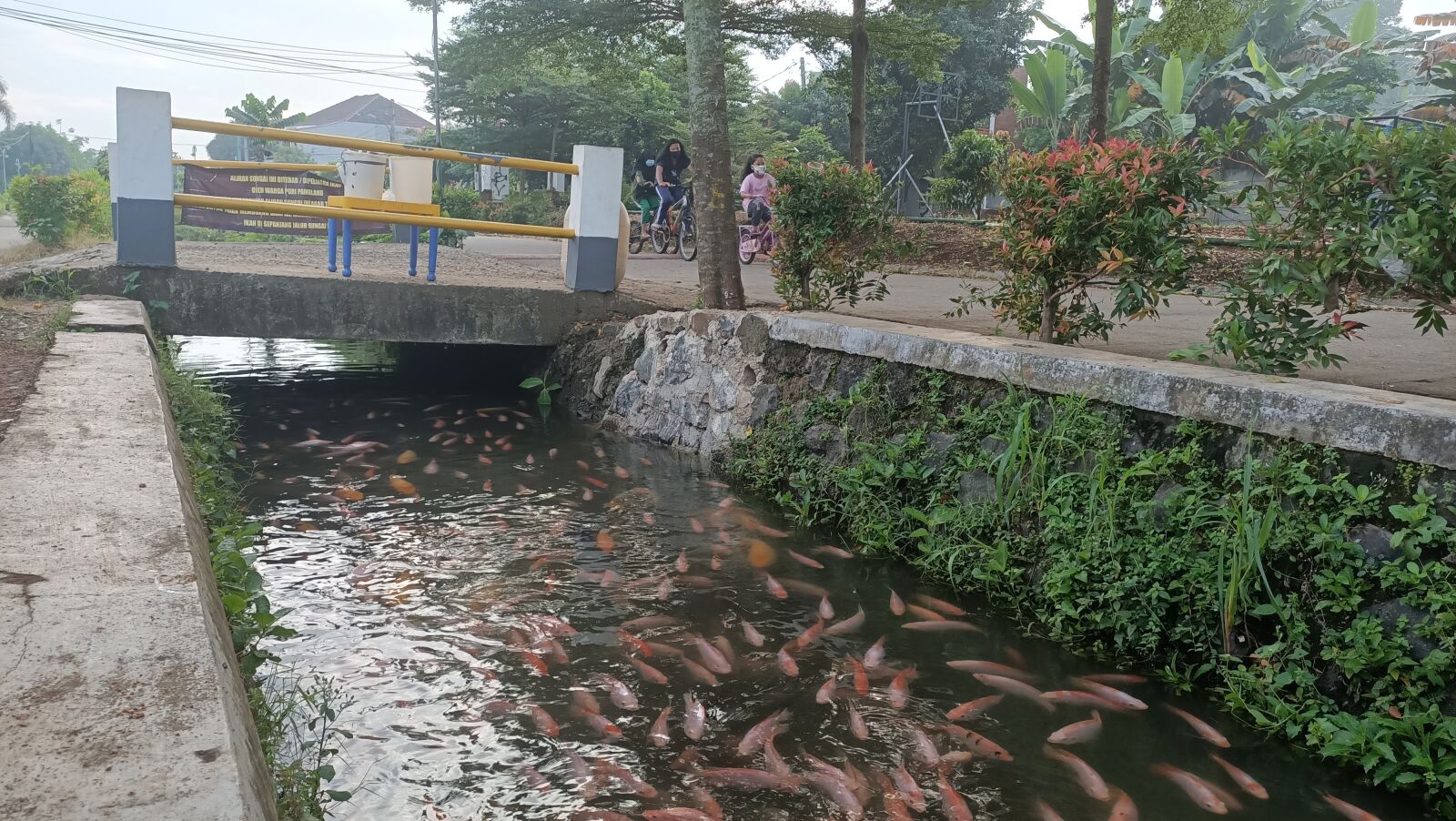OPPO RENO3 sample photo. Fish in the gutter photography