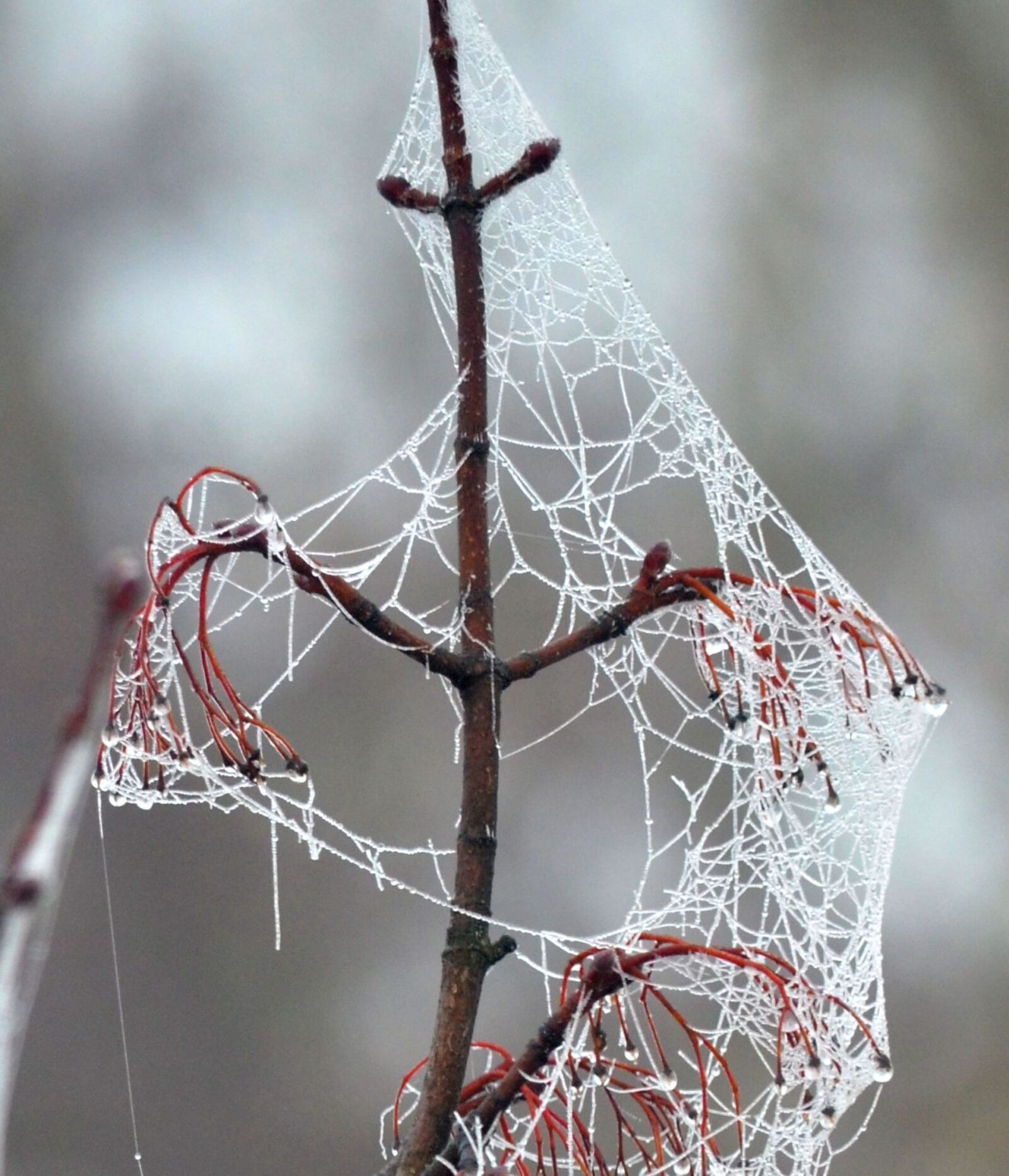 Nikon D5100 sample photo. Cobweb, frost, cold photography
