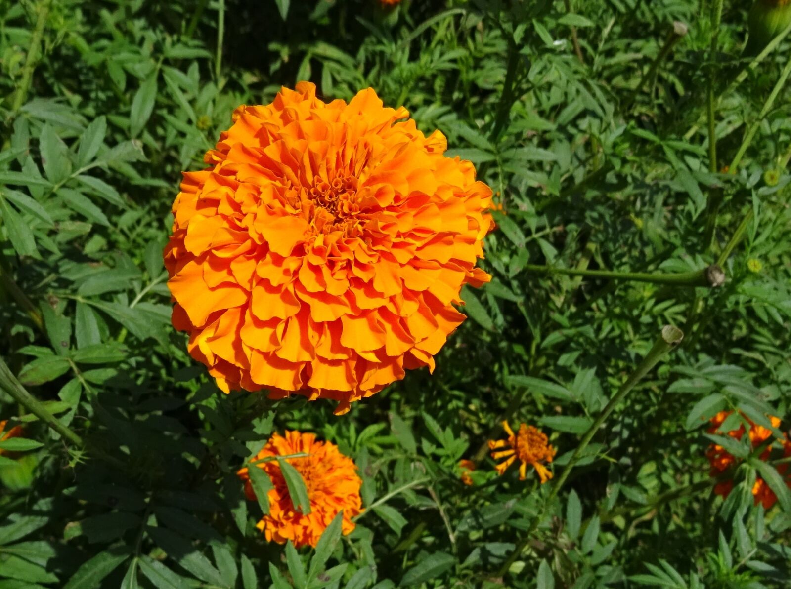 Sony DSC-HX60V sample photo. Flower, marigold, orange photography