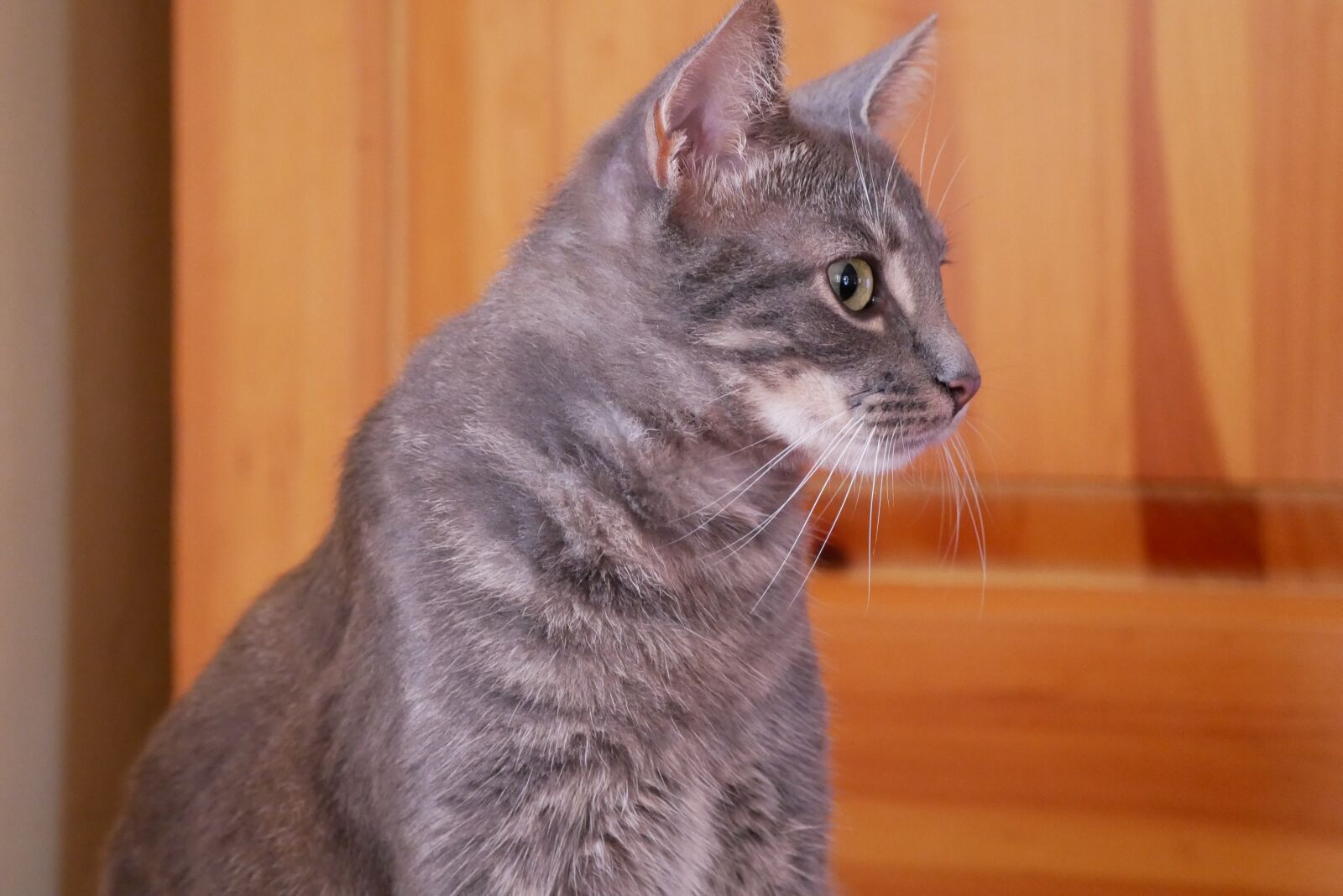 Panasonic Lumix DMC-GX85 (Lumix DMC-GX80 / Lumix DMC-GX7 Mark II) sample photo. Attention, face, portrait photography