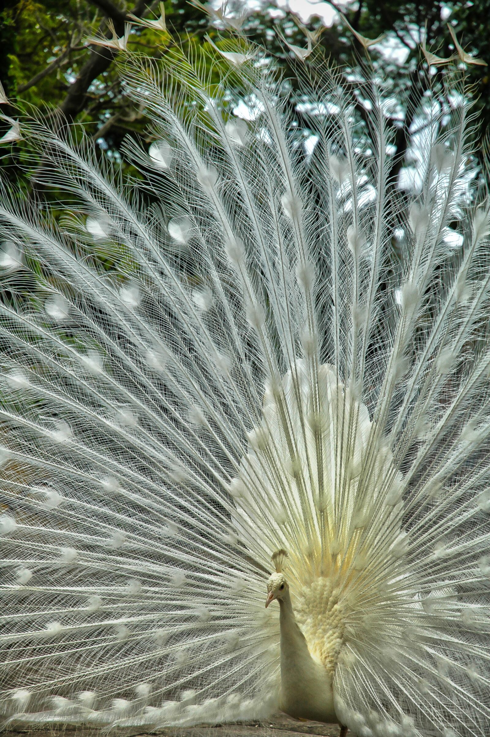 Nikon D70 sample photo. Peacock, luminous, courtship photography