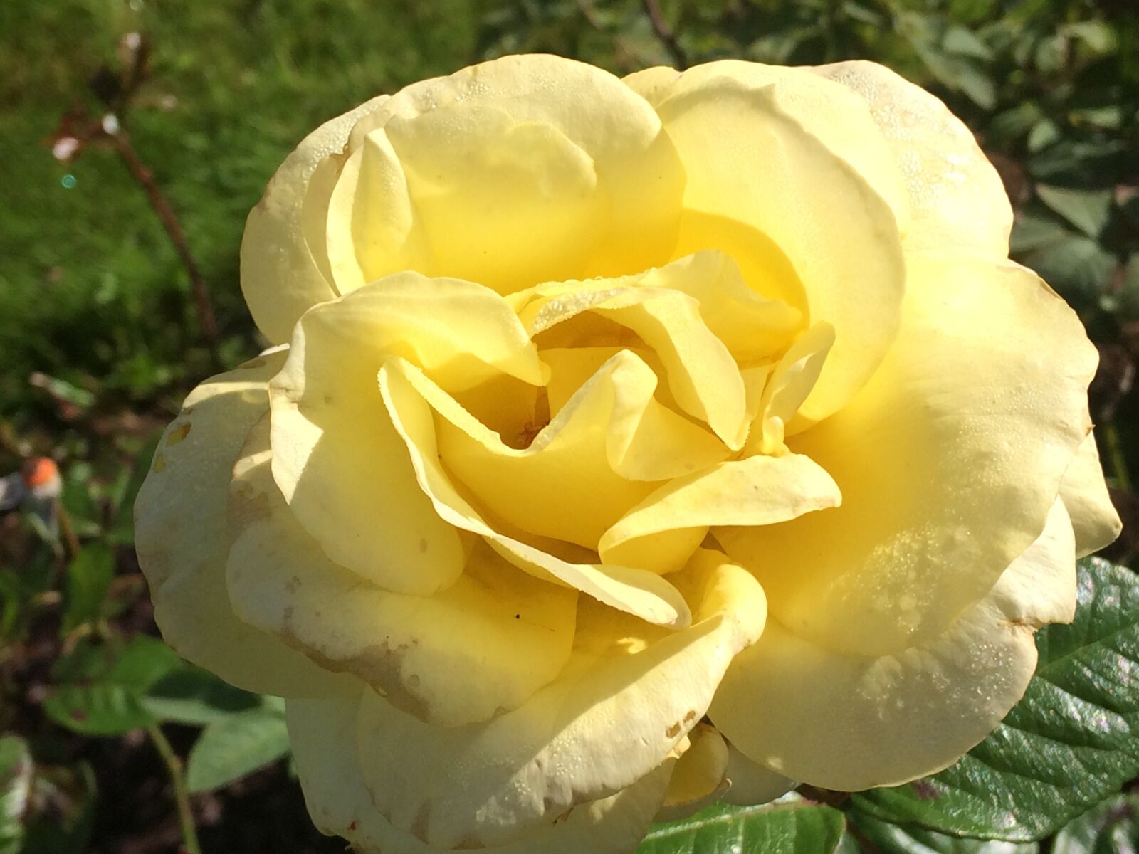 iPhone 5s back camera 4.15mm f/2.2 sample photo. Flower, nature, flora photography