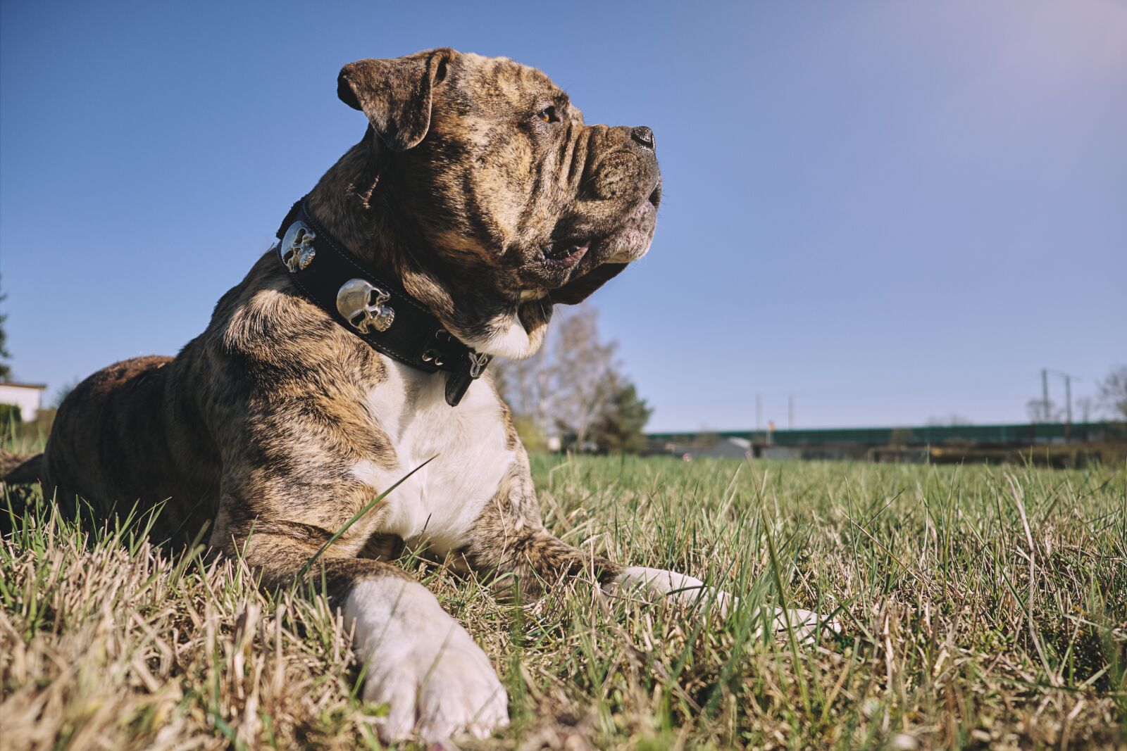 Fujifilm X-T2 sample photo. Sun, dog, meadow photography