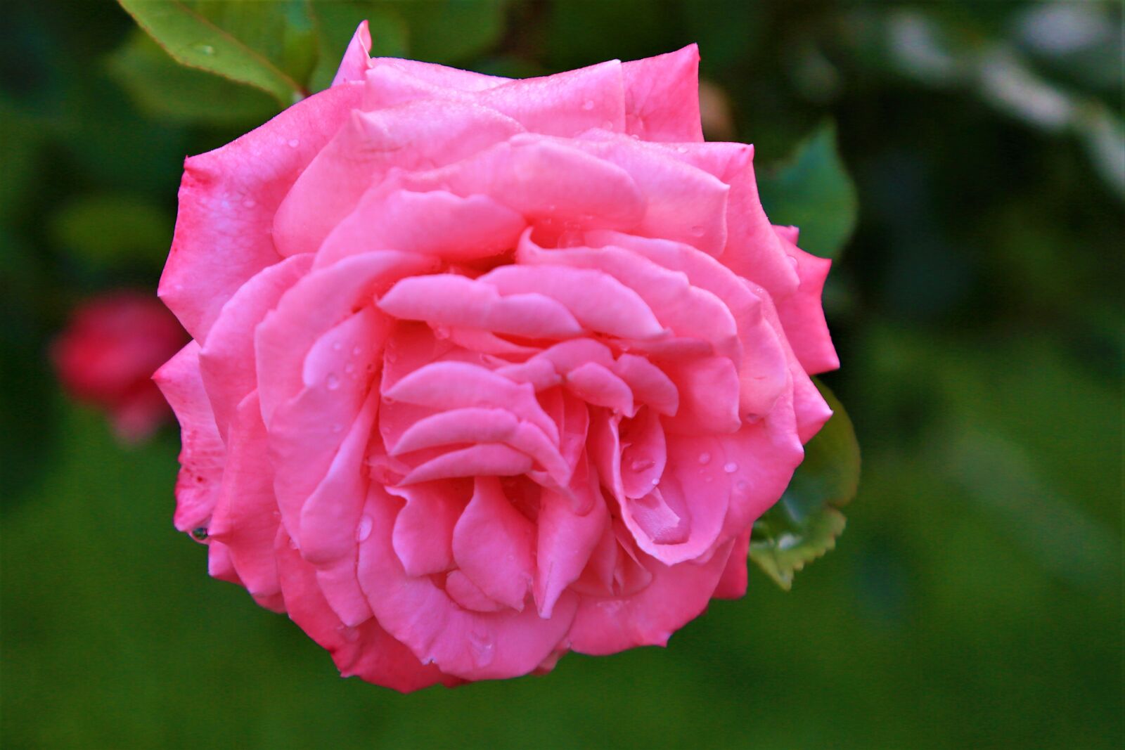 Canon EF 24-105mm F4L IS USM sample photo. Rose, spring, nature photography