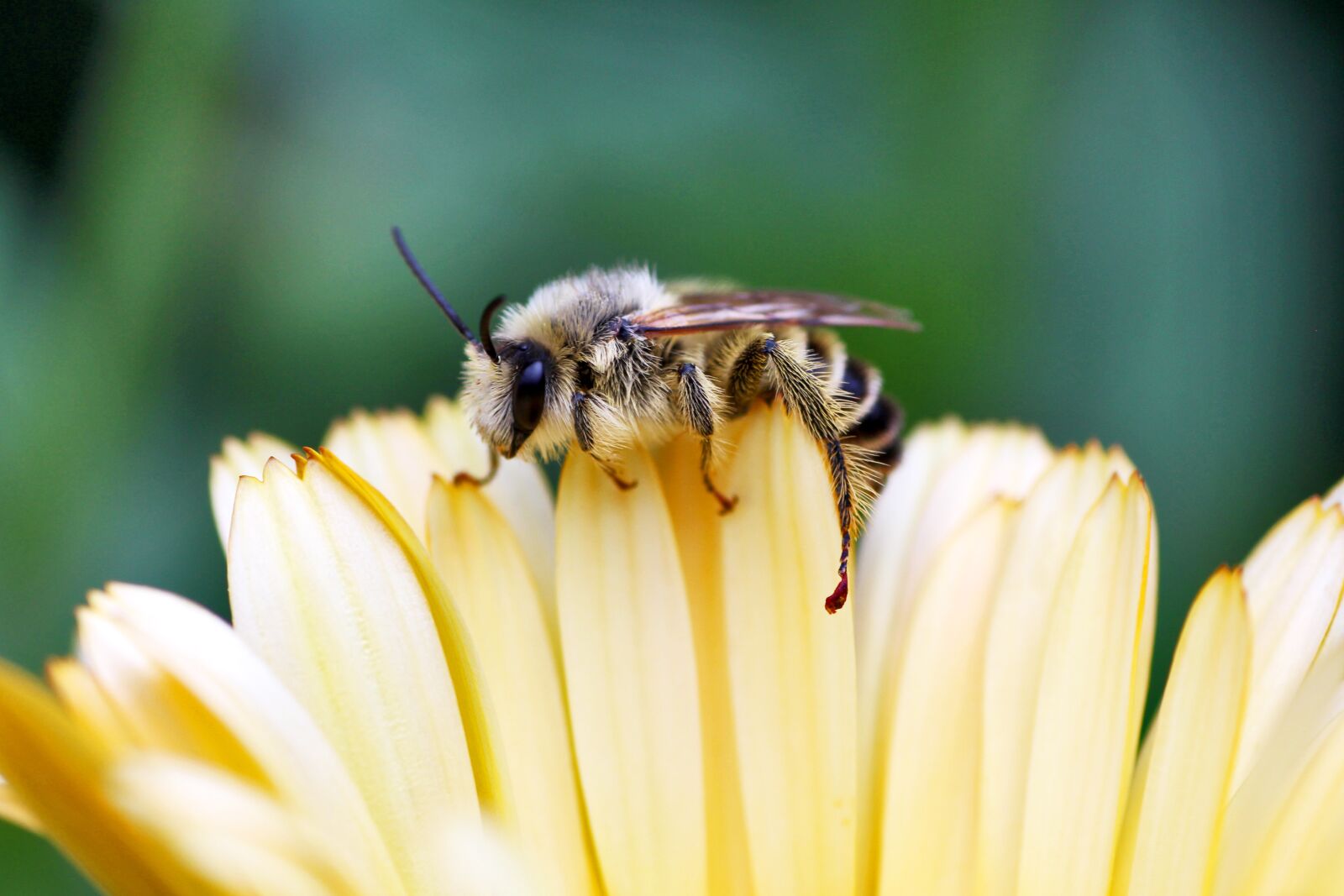 Canon EOS 650D (EOS Rebel T4i / EOS Kiss X6i) sample photo. Bee, macro, blossom photography