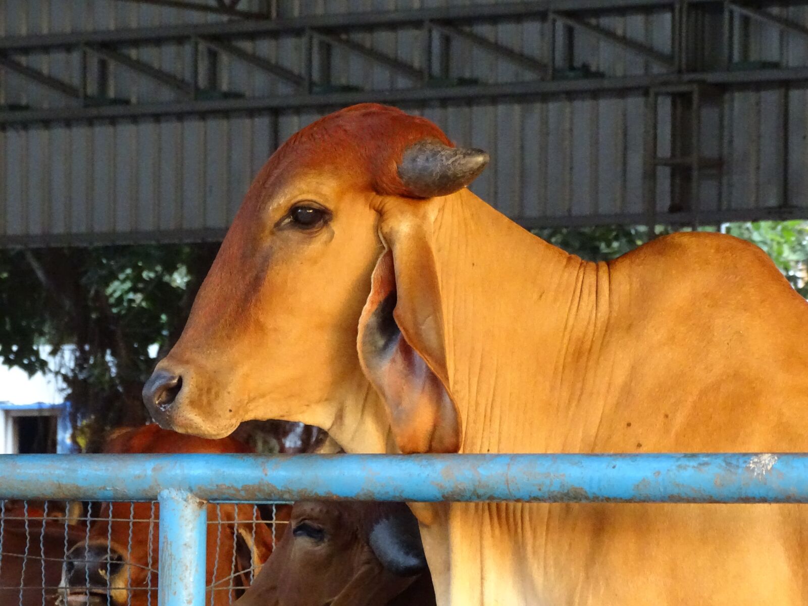 Sony Cyber-shot DSC-HX400V sample photo. Gaumata, indian, holy cow photography