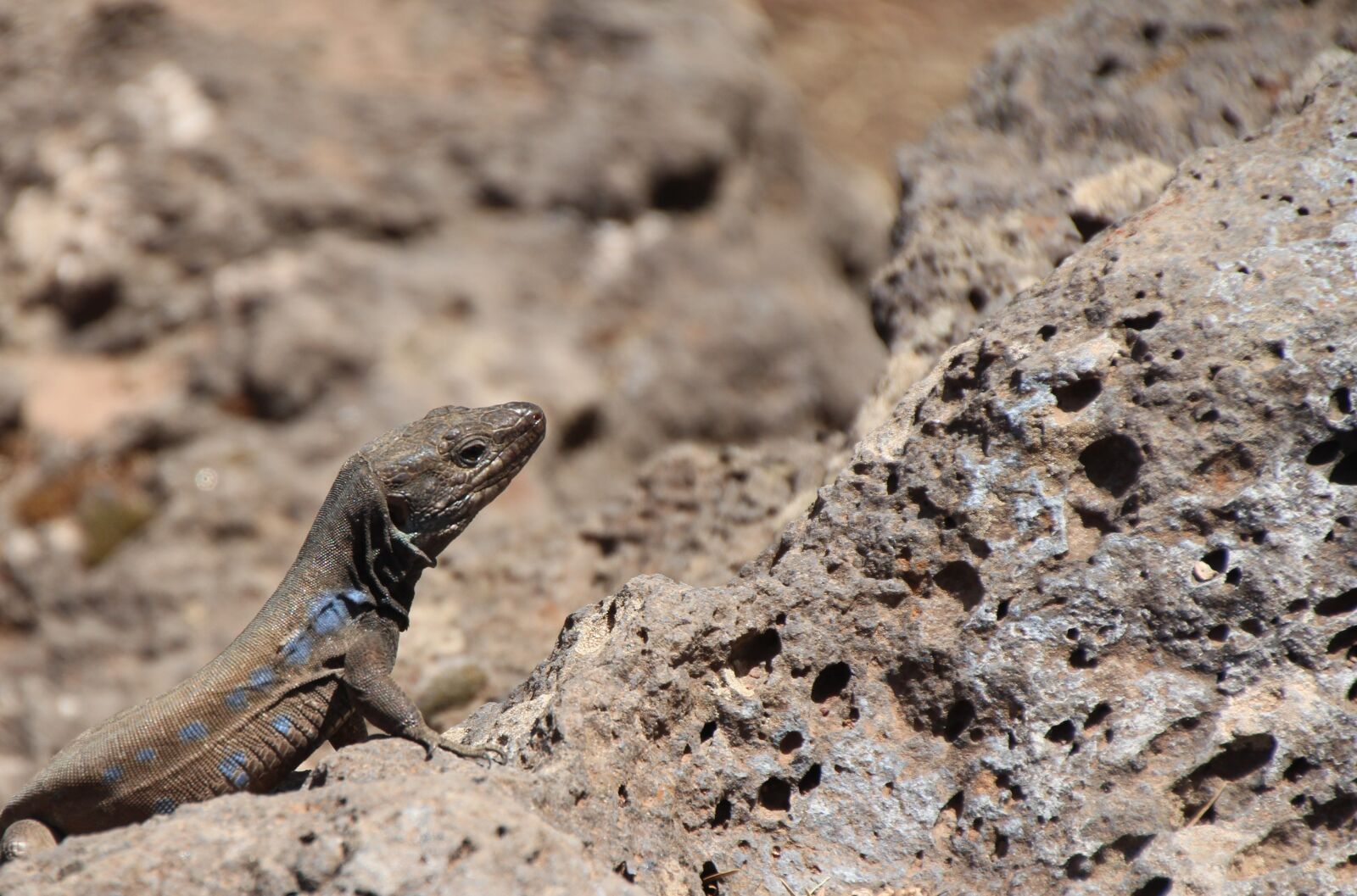 Canon EOS 650D (EOS Rebel T4i / EOS Kiss X6i) sample photo. Lizard, canaries lizard, curious photography