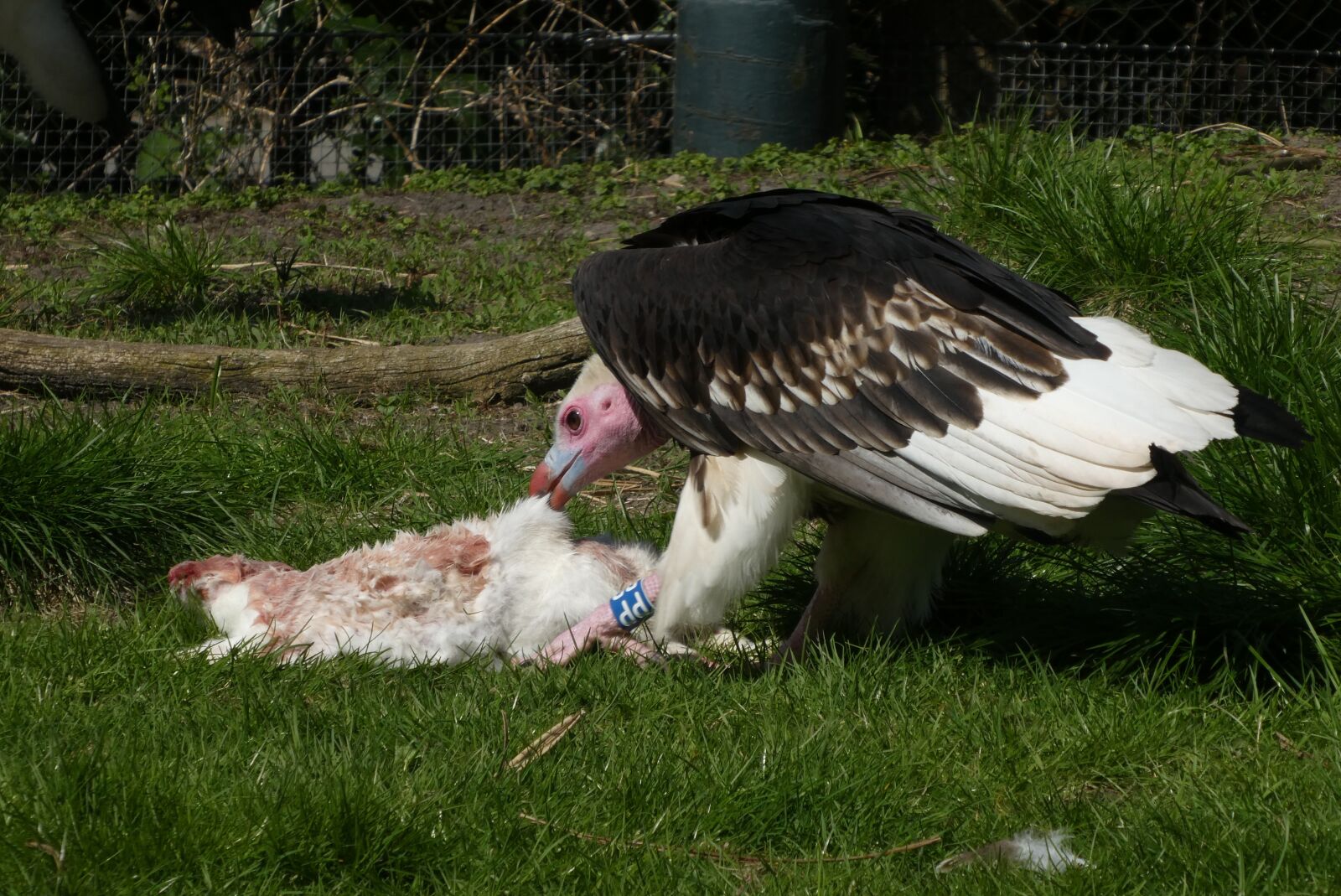 Panasonic Lumix DC-ZS70 (Lumix DC-TZ90) sample photo. Vulture, bird of prey photography