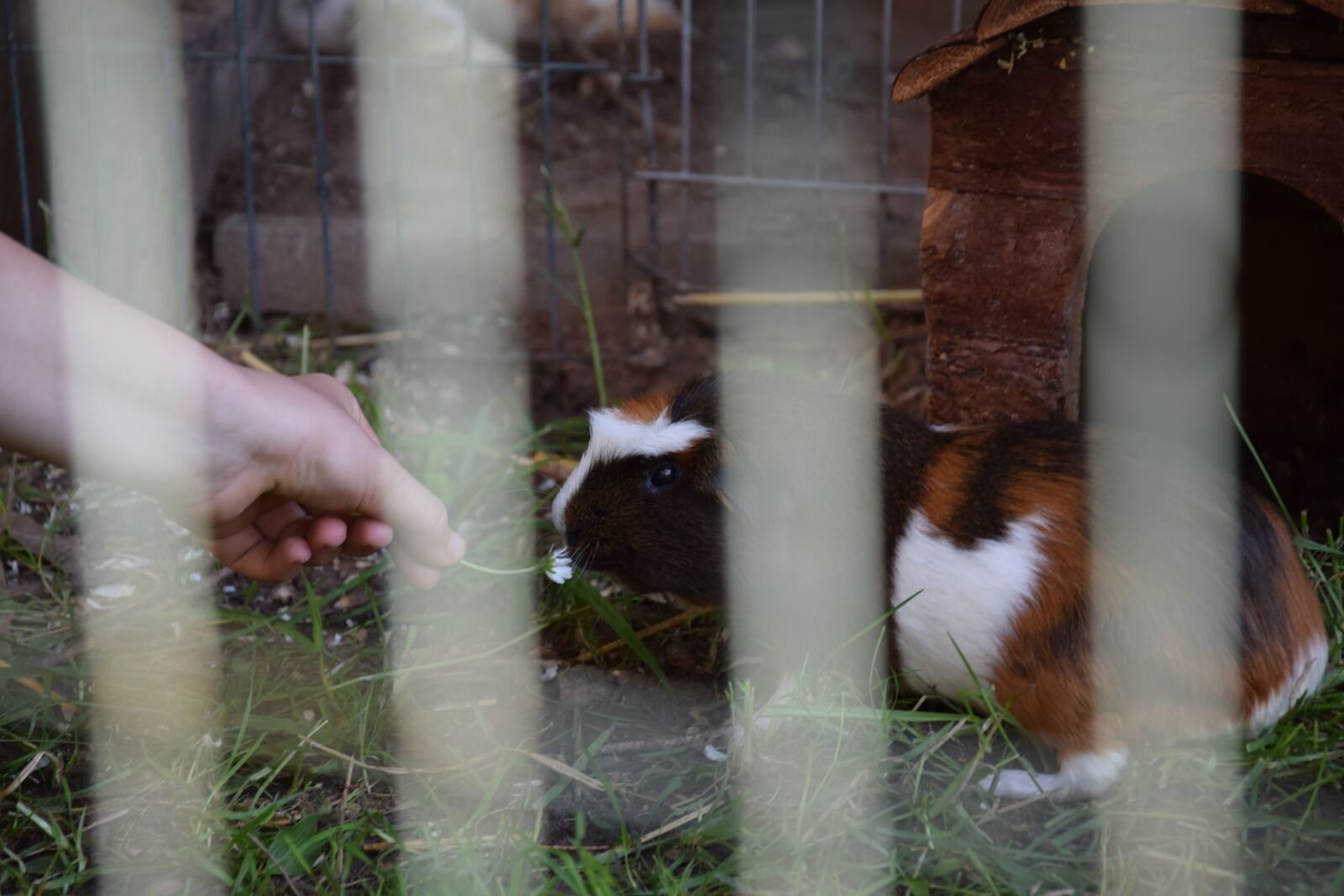 Nikon D5300 sample photo. Pet, guinea pig, rodent photography