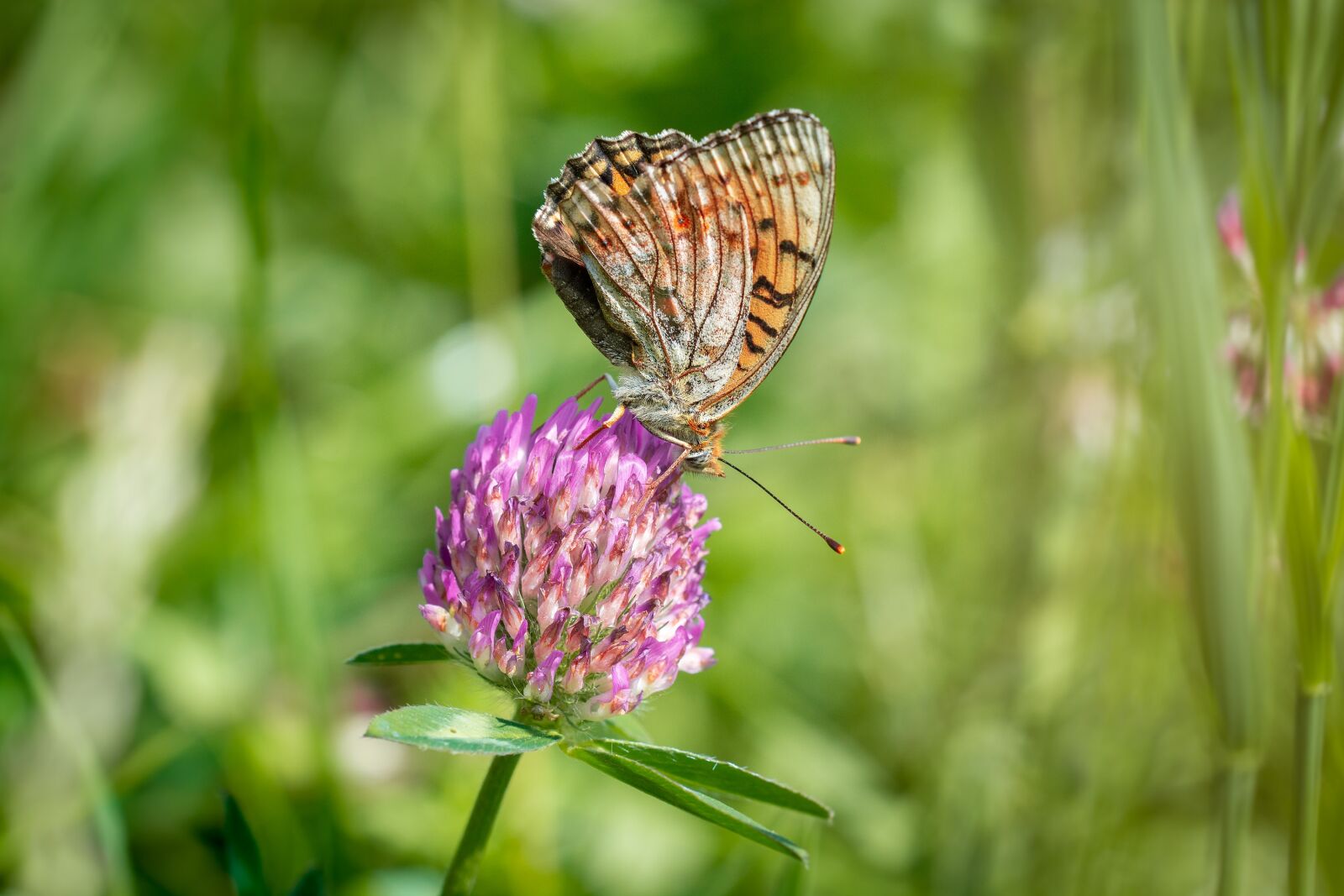 Nikon D7100 sample photo. Butterfly, animal, insect photography