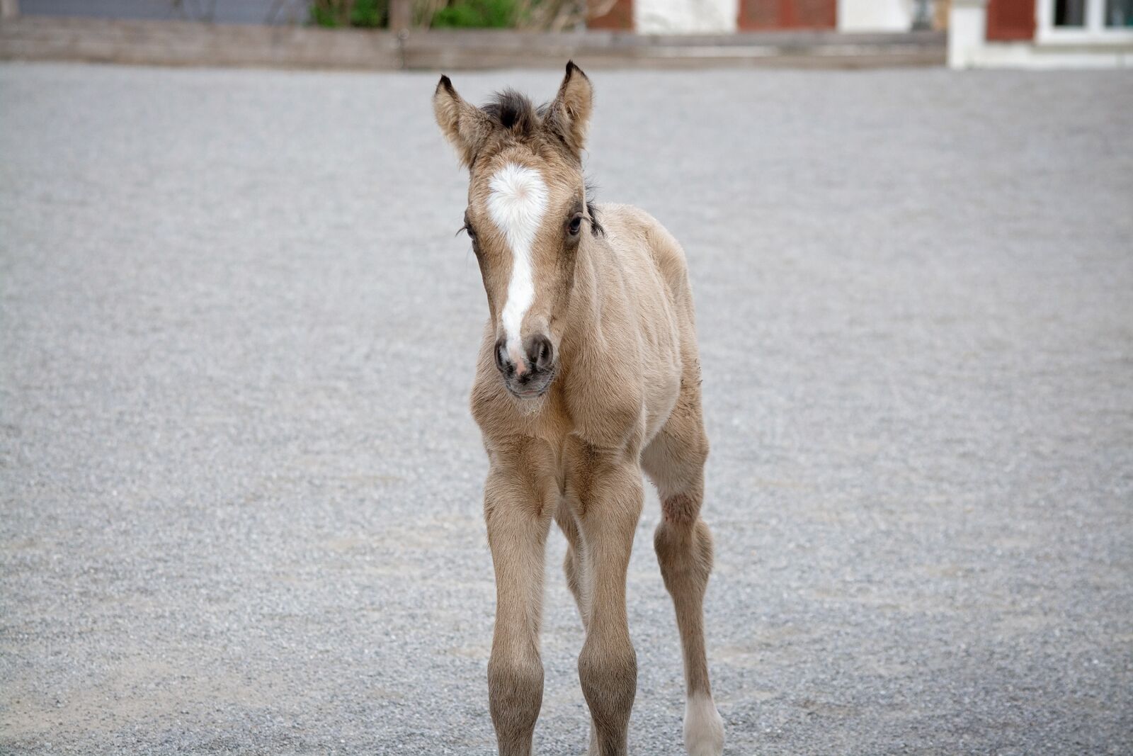 Nikon D7100 sample photo. Foal, baby animal, mare photography