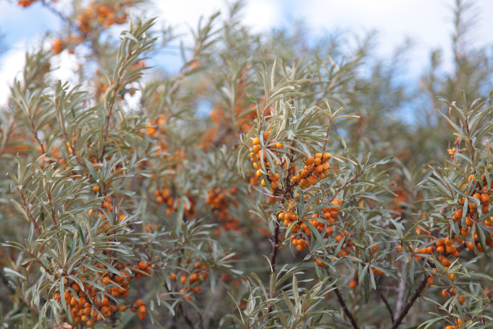 Canon EOS 5D Mark II sample photo. Sea-buckthorn, bush, autumn photography