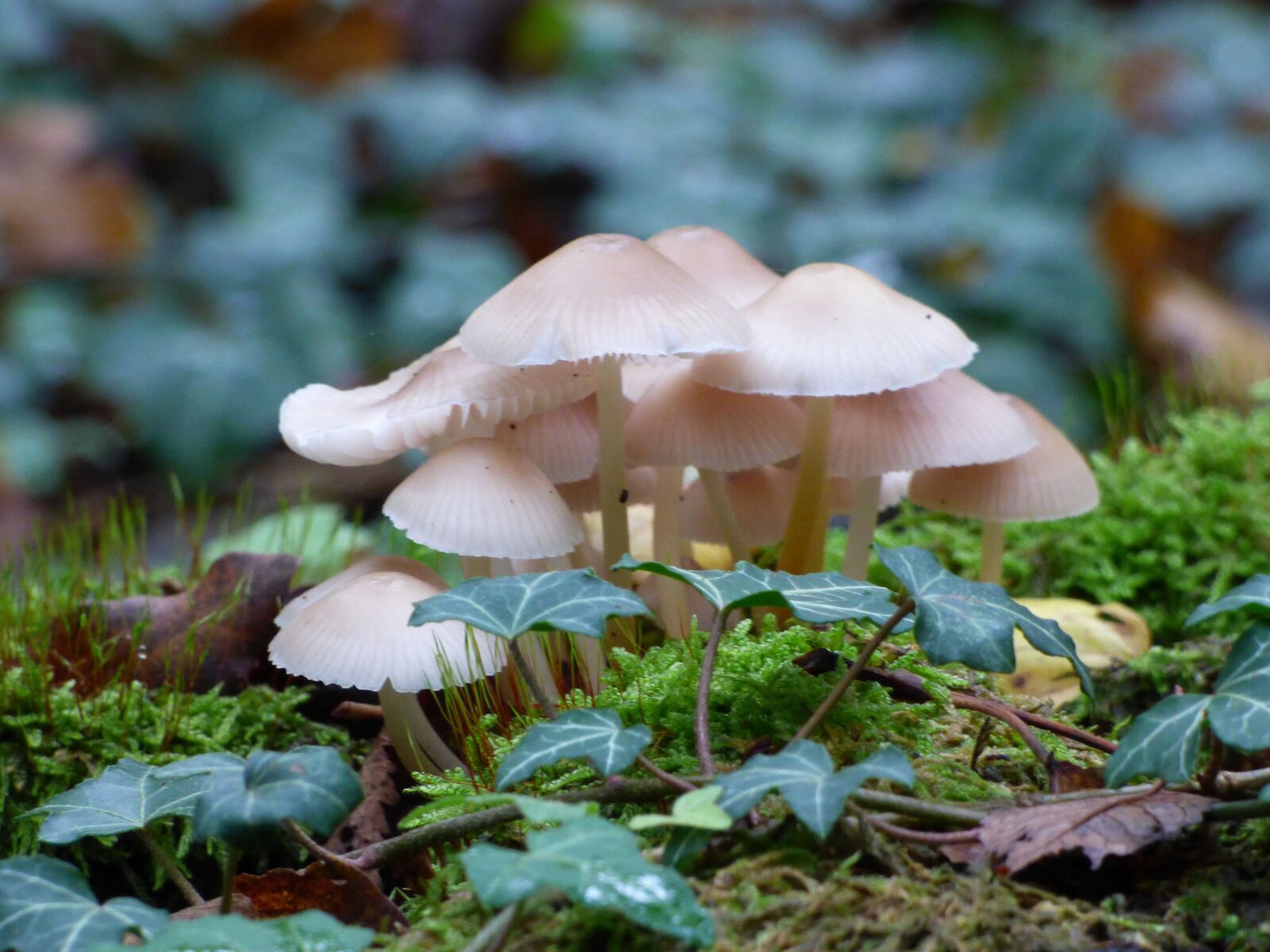 Panasonic DMC-FZ72 sample photo. Mushrooms, forest, fall photography
