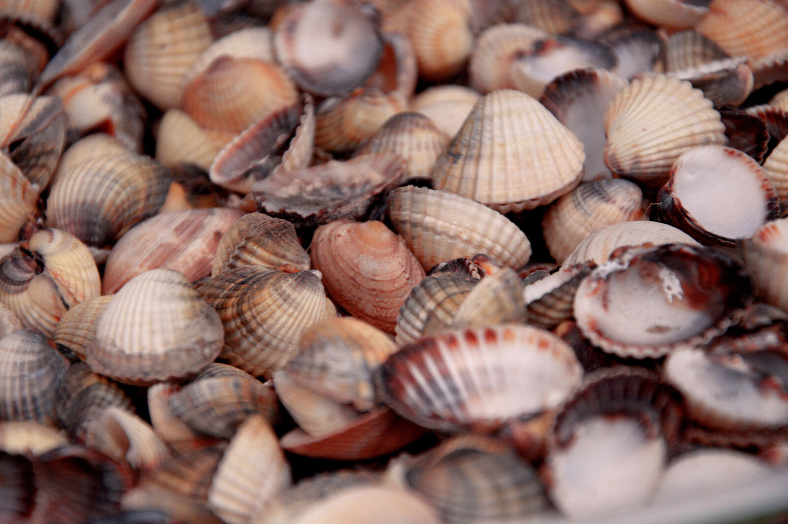 Nikon D3200 sample photo. Sea, sea, shells, shells photography