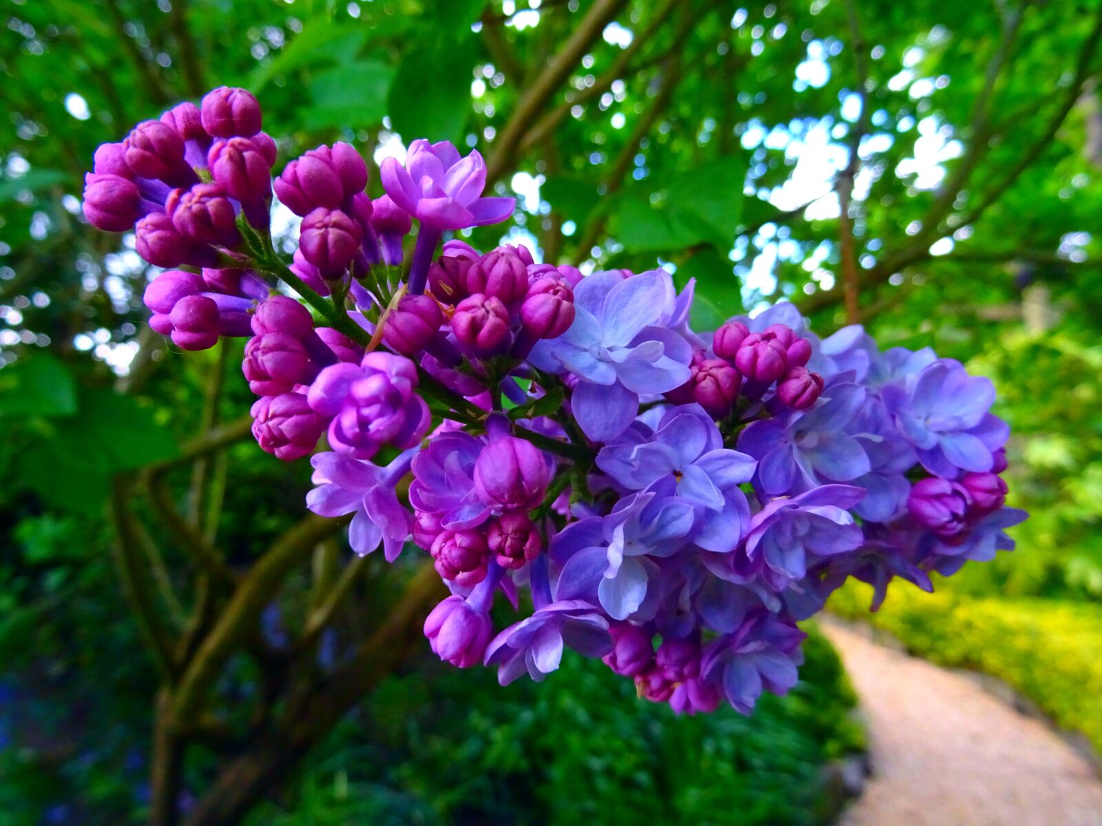Sony DSC-HX60 sample photo. Bloom, blooming, blossom, blur photography