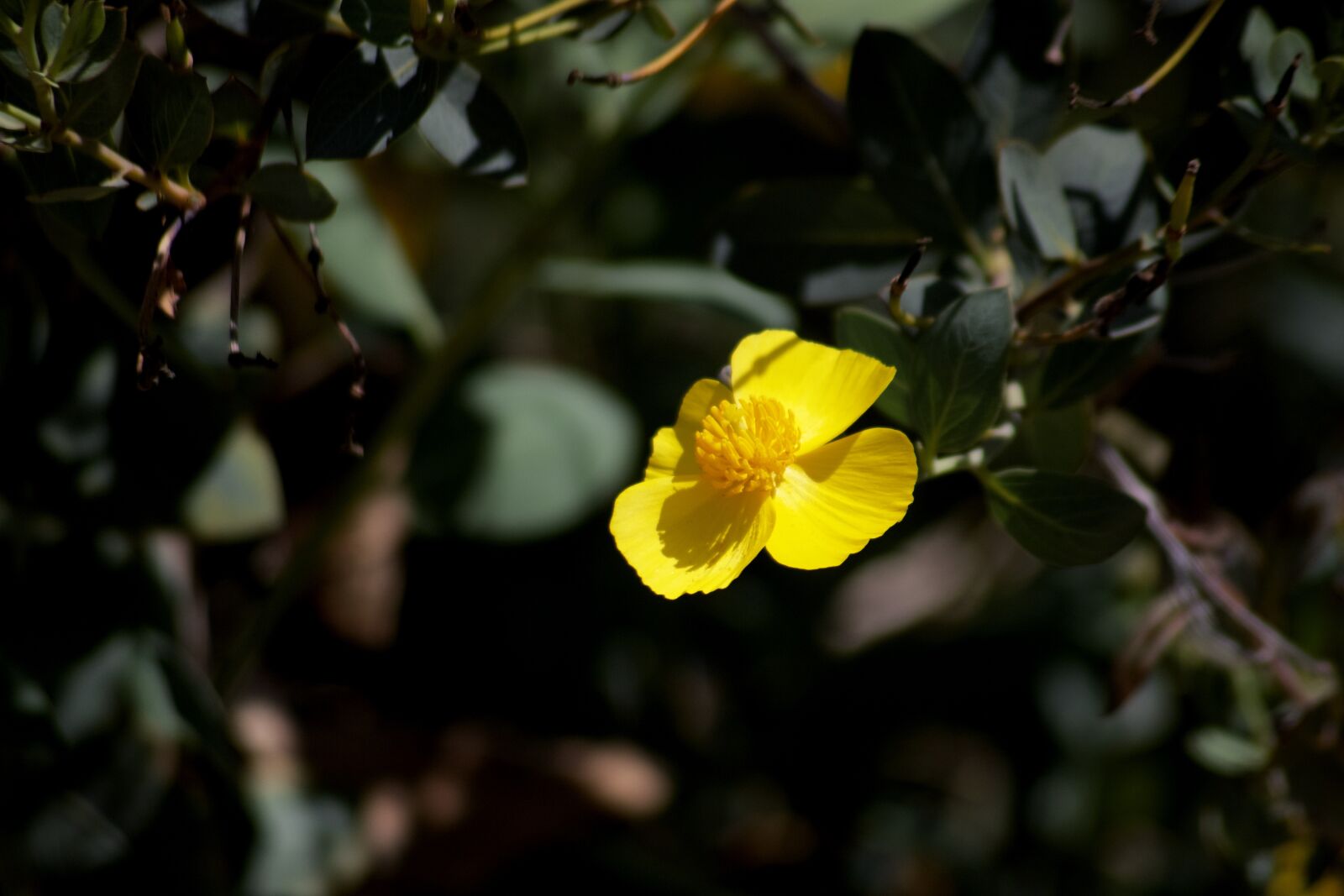 Canon EOS 750D (EOS Rebel T6i / EOS Kiss X8i) sample photo. Flower, petal, stem photography