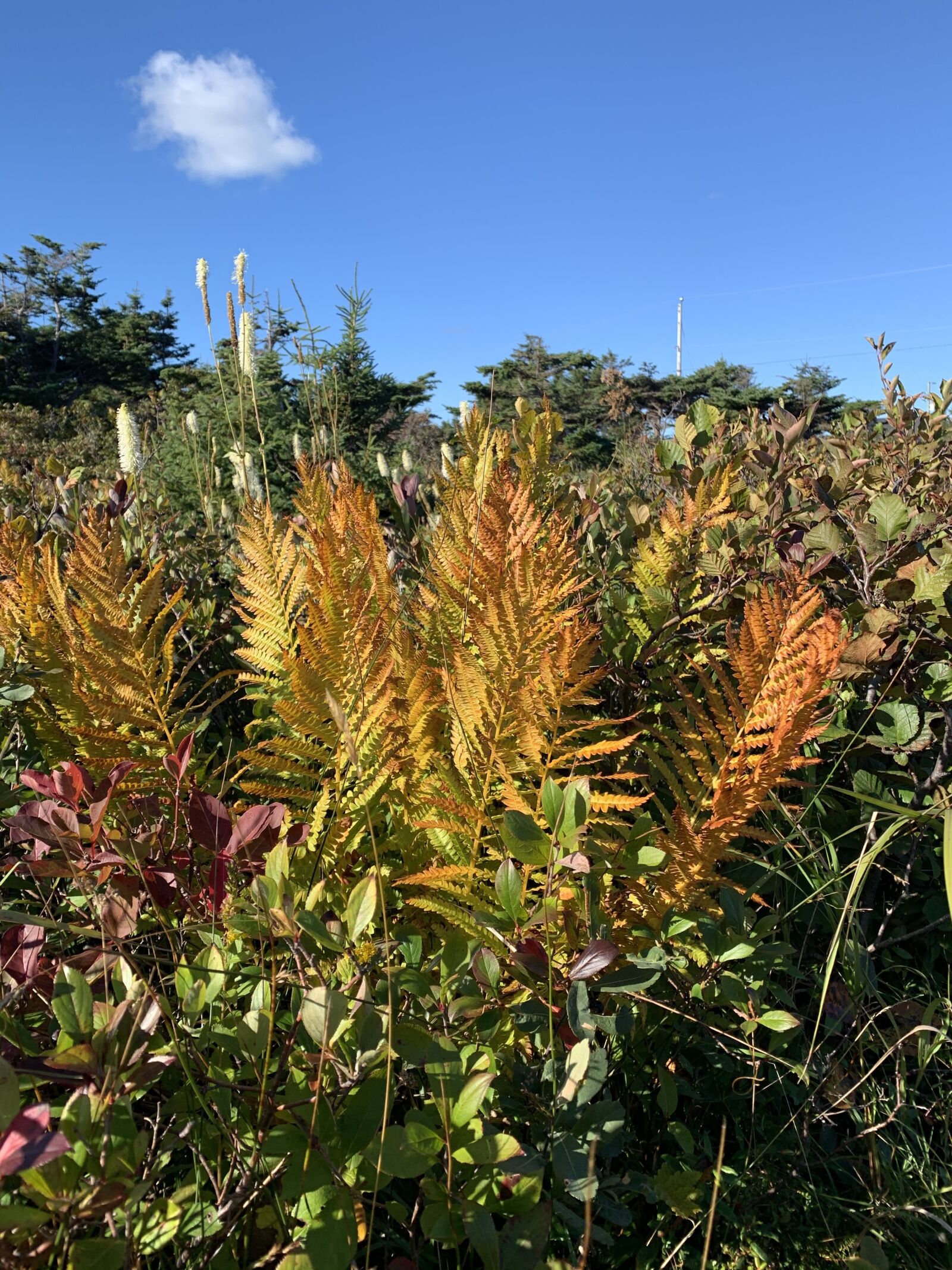 iPhone XS back dual camera 4.25mm f/1.8 sample photo. Fall, colors, autumn photography