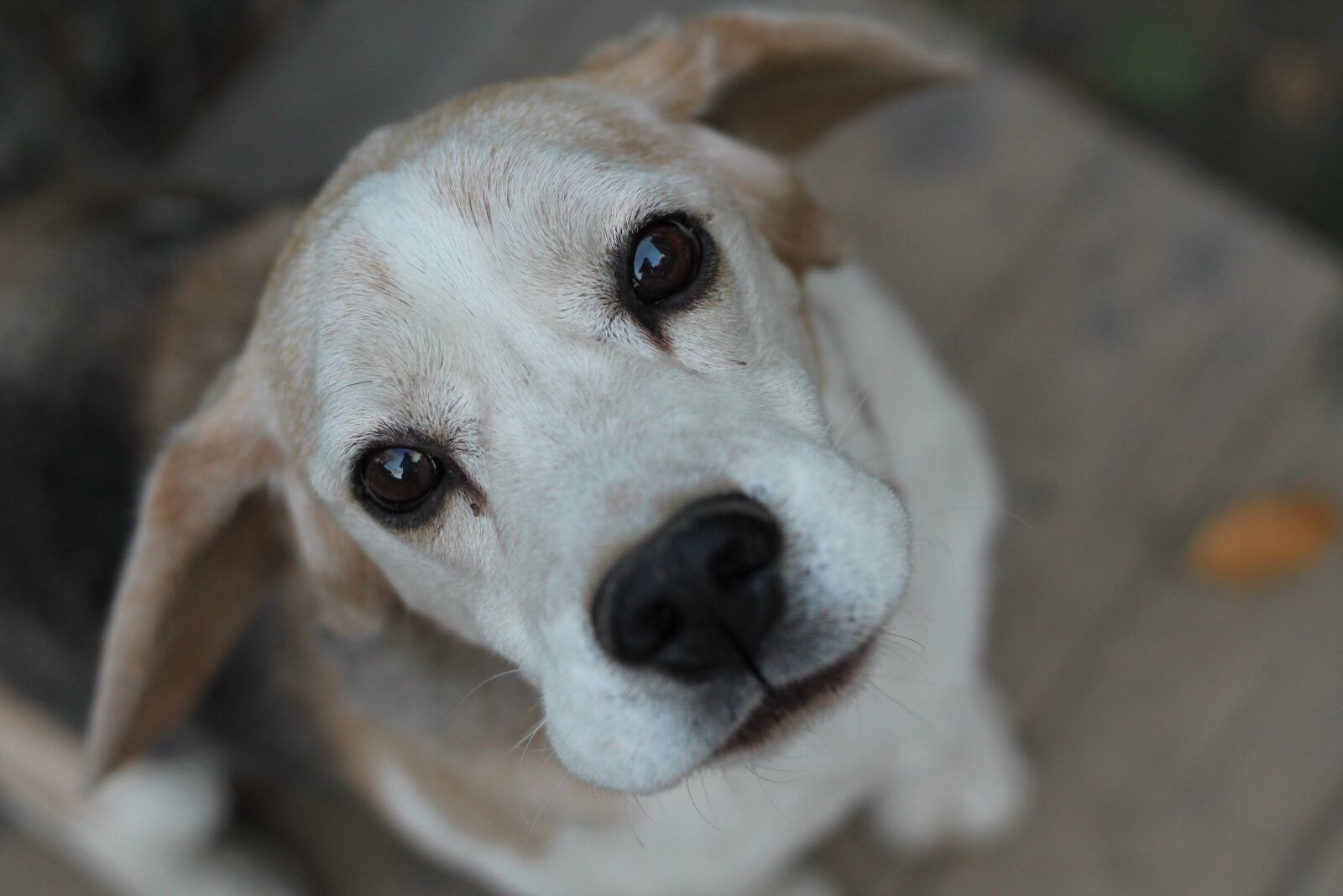 Canon EOS 1100D (EOS Rebel T3 / EOS Kiss X50) + Canon EF 50mm F1.8 STM sample photo. Beagle, dog, bitch photography