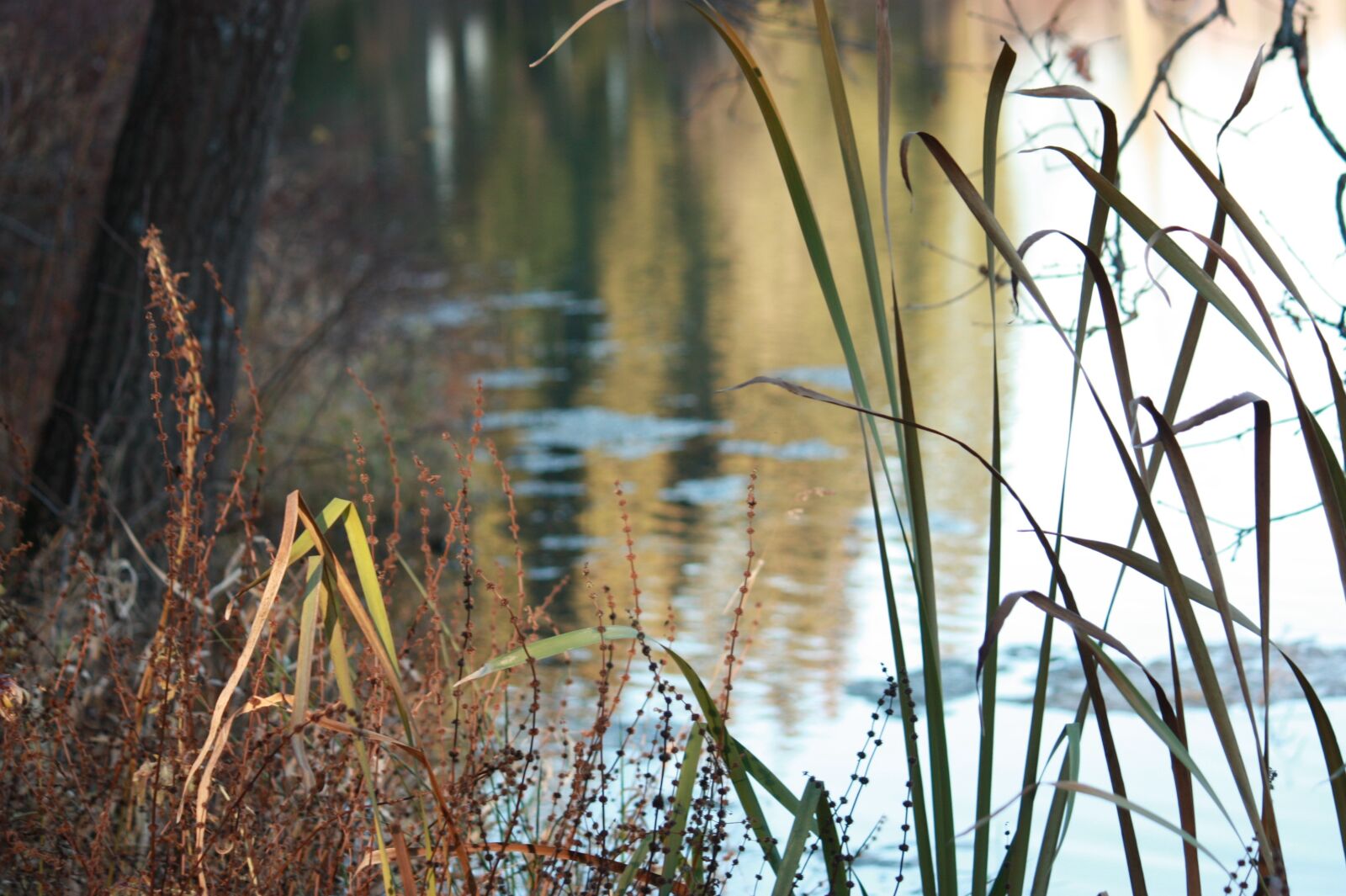 Canon EOS 450D (EOS Rebel XSi / EOS Kiss X2) sample photo. Nature, autumn, sorrow photography
