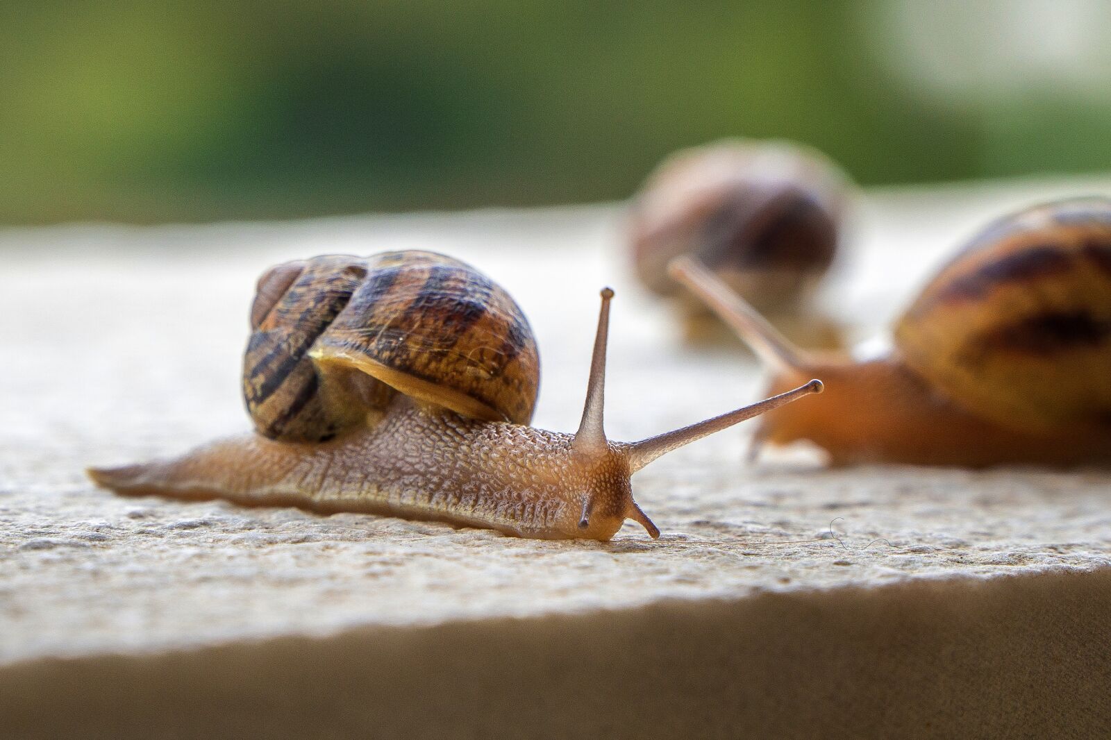 Sony a6000 + Sony E PZ 18-105mm F4 G OSS sample photo. Snails, gastropods, molluscs photography