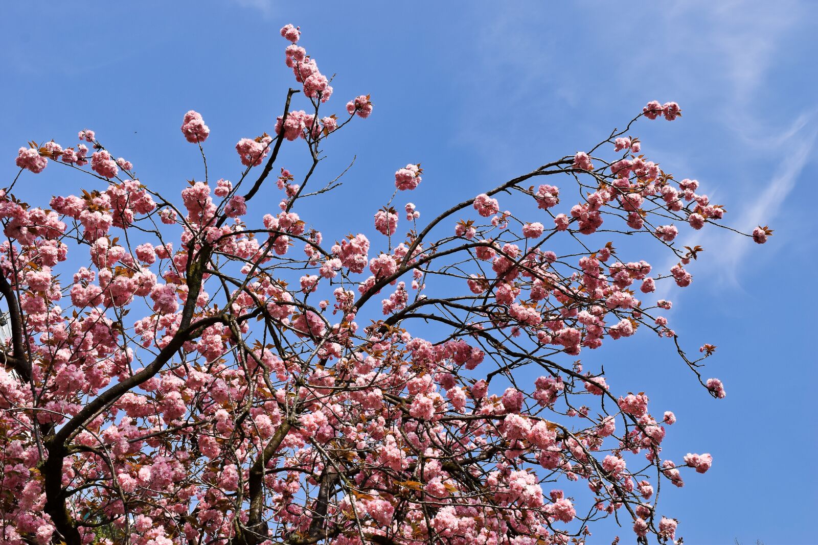 Nikon D3300 sample photo. Tree, cherry, spring photography
