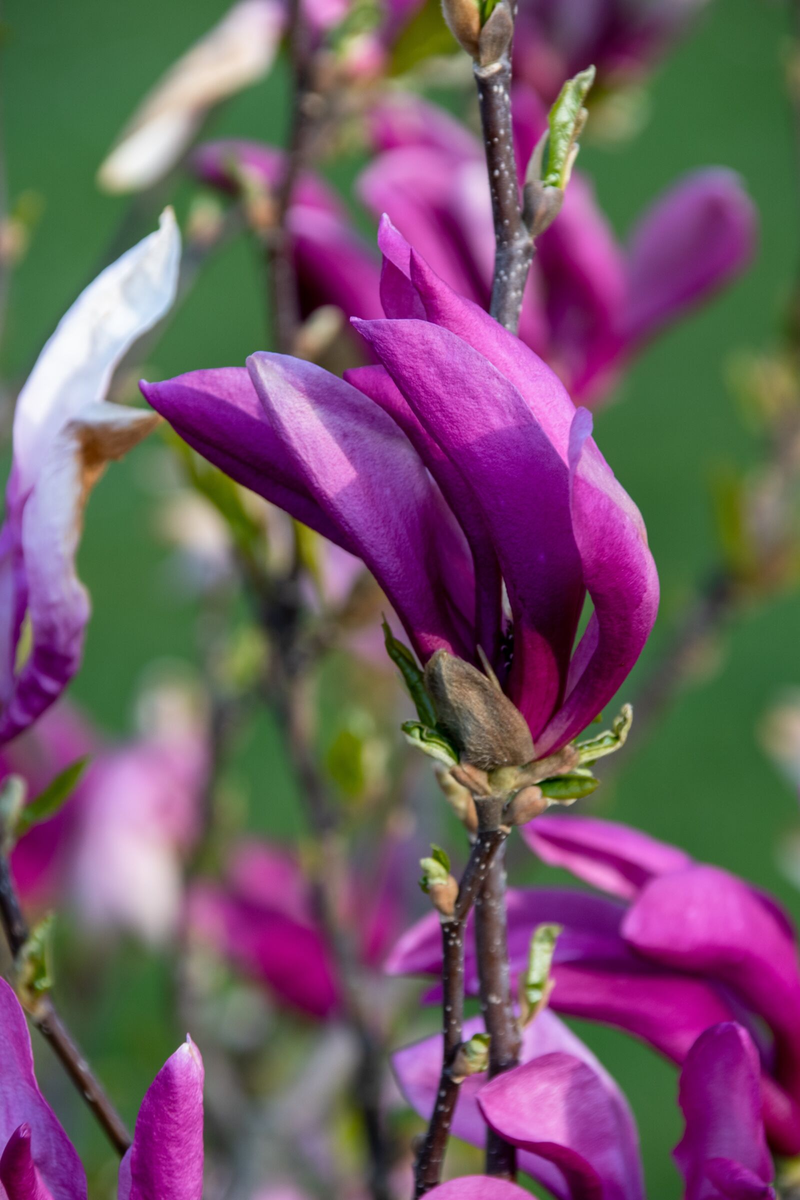 Nikon D500 sample photo. Flower, plant, garden photography