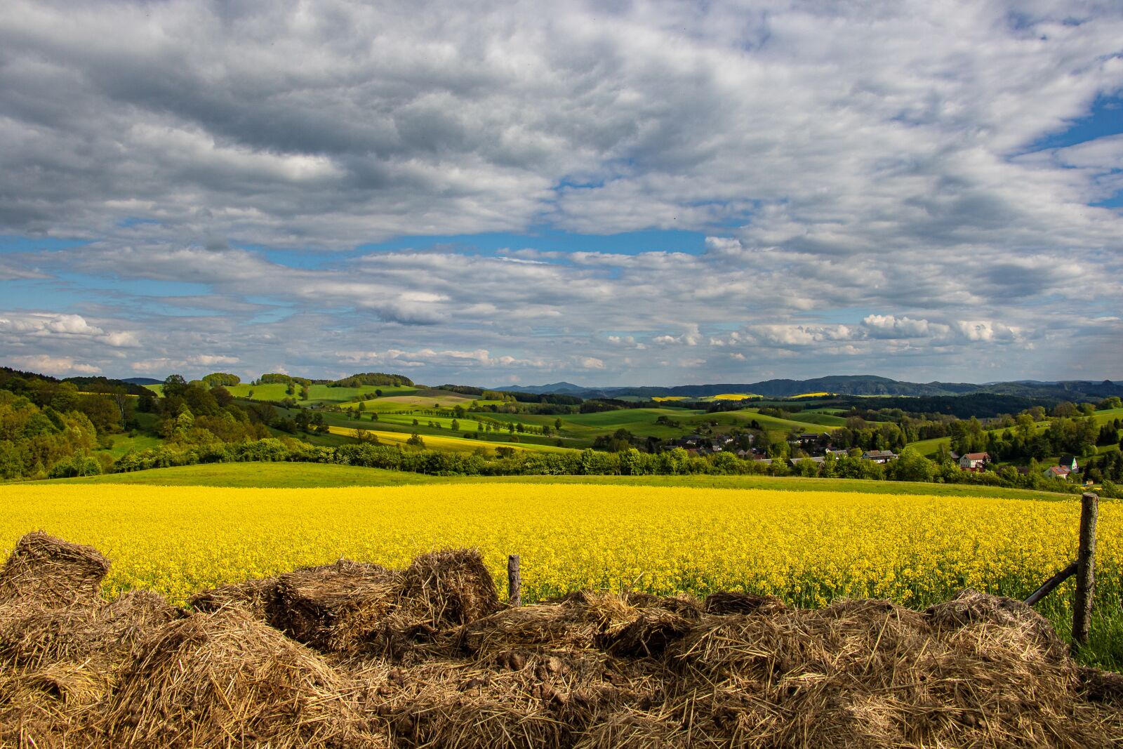 Canon EOS 7D Mark II sample photo. Landscape, nature, rape blossom photography