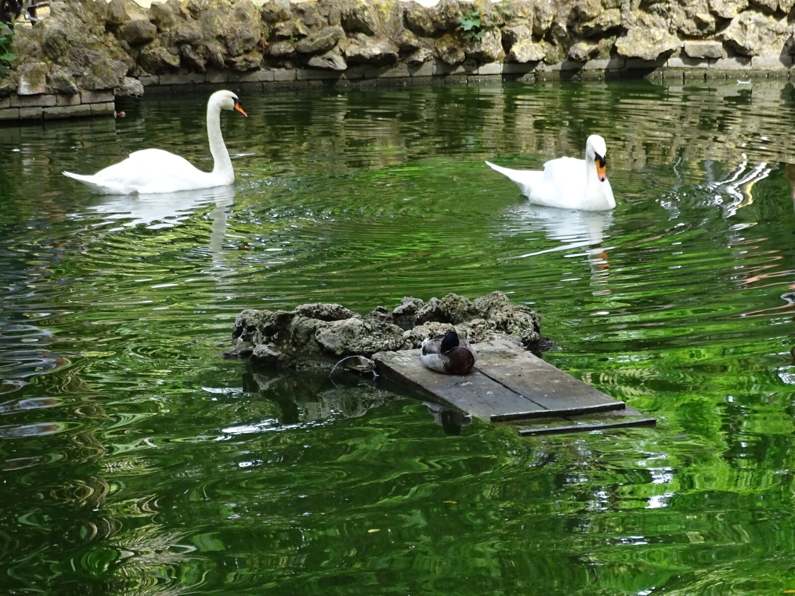 Sony Cyber-shot DSC-HX400V sample photo. Lake, swans, animal photography