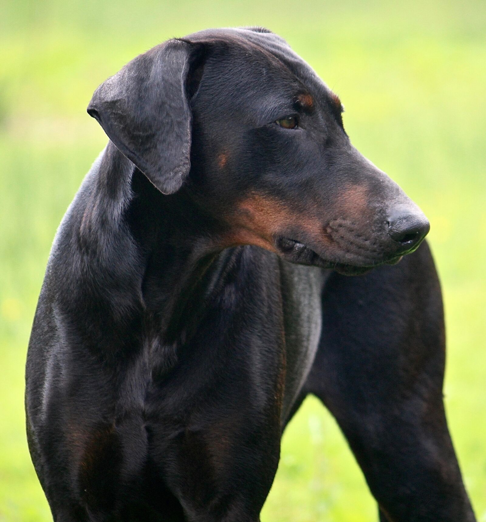 Canon EF-S 55-250mm F4-5.6 IS sample photo. Dog, doberman, black photography