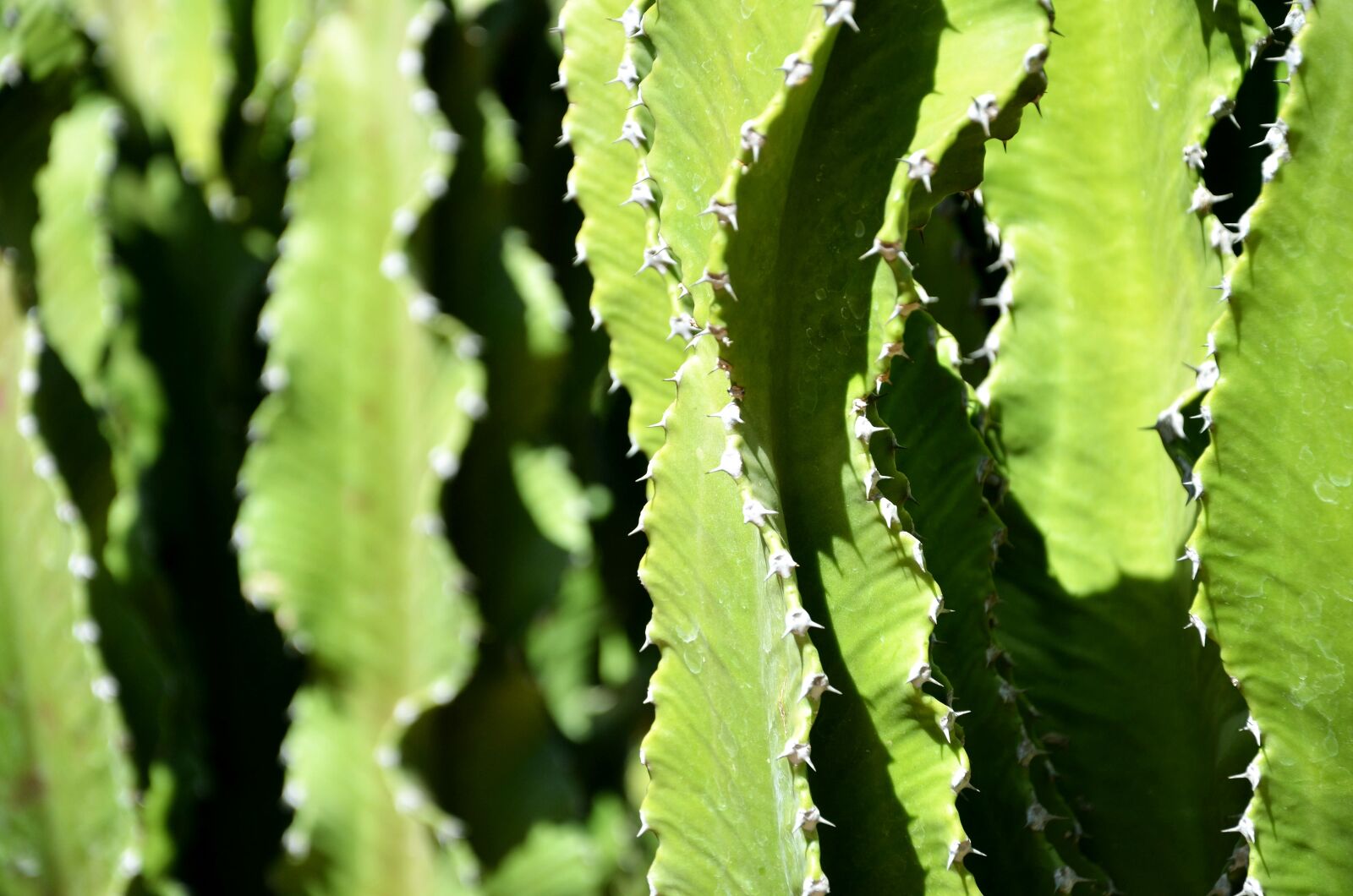 Nikon D7000 sample photo. Cactus, cacti, green photography