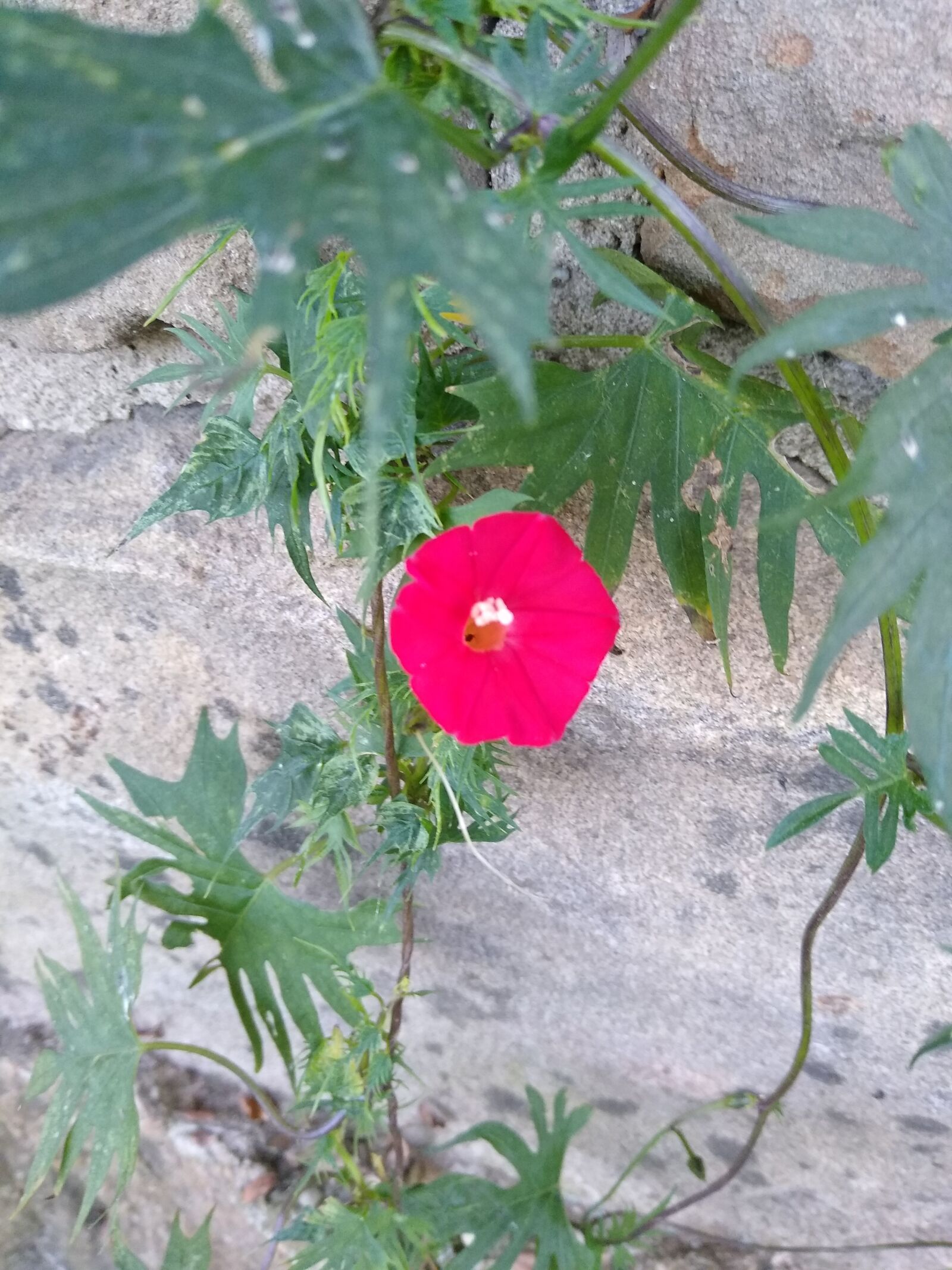 Motorola moto g(7) power sample photo. Flower, nature, foliage photography