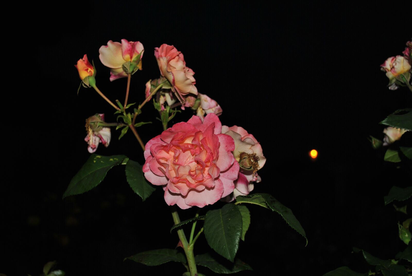 Nikon D3000 sample photo. Flowers, roses, summer photography