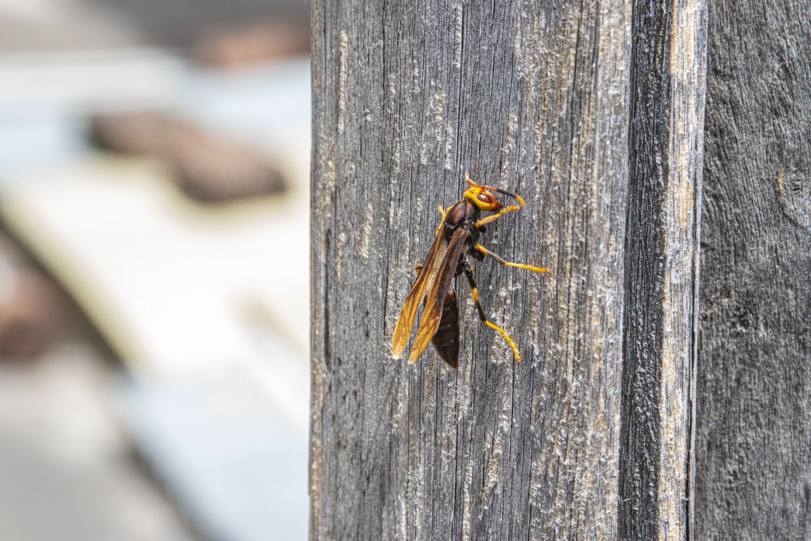 Nikon D5500 sample photo. Wasp common, nature, insect photography