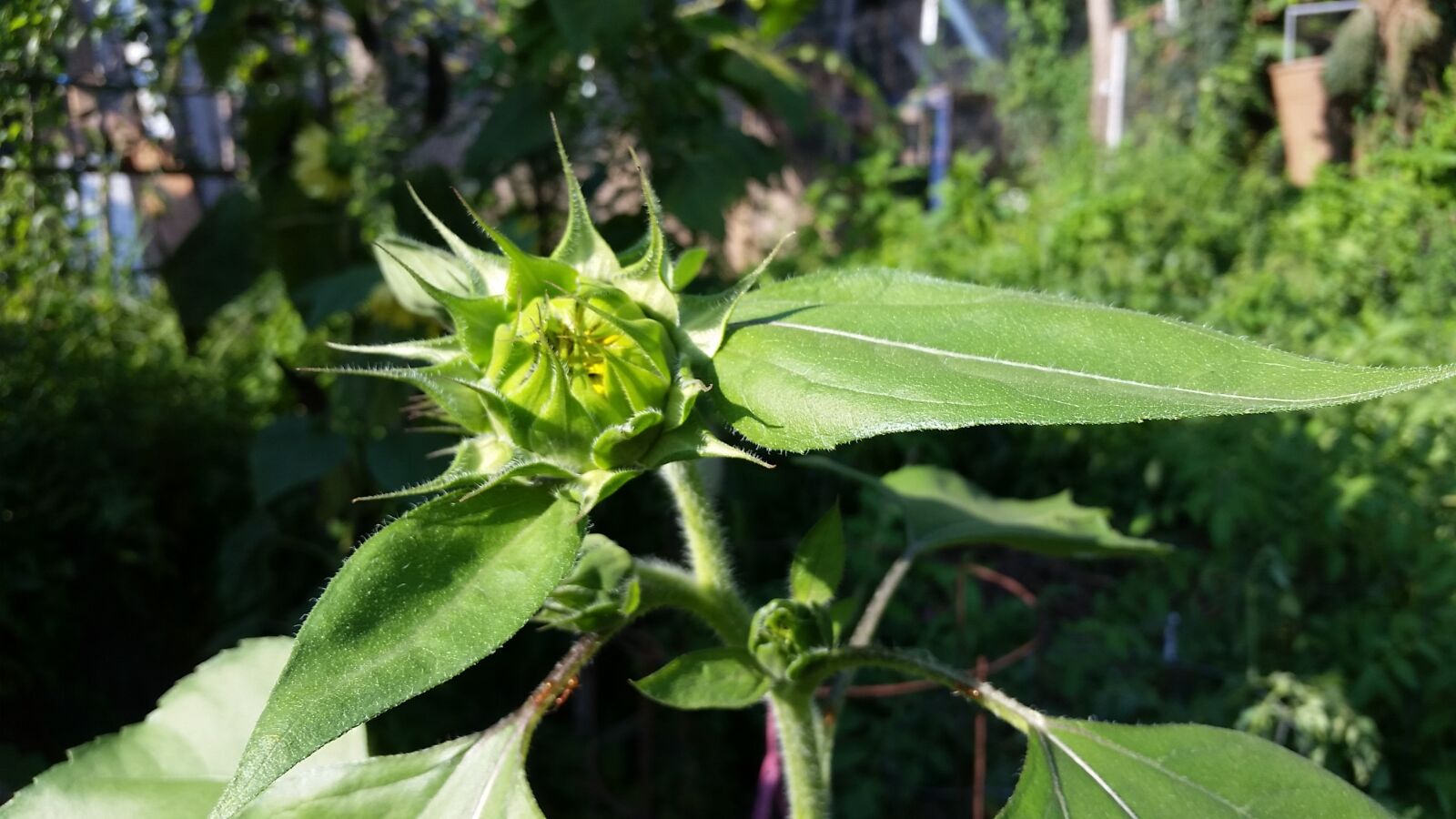 Samsung Galaxy S5 sample photo. Flower, nature, garden photography