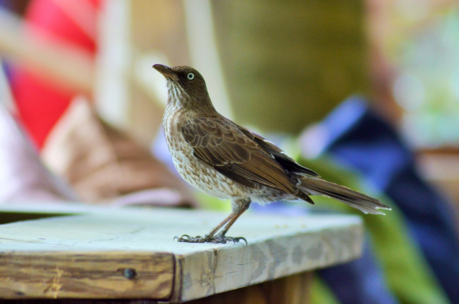 Nikon D5100 sample photo. Bird, fauna, nature photography