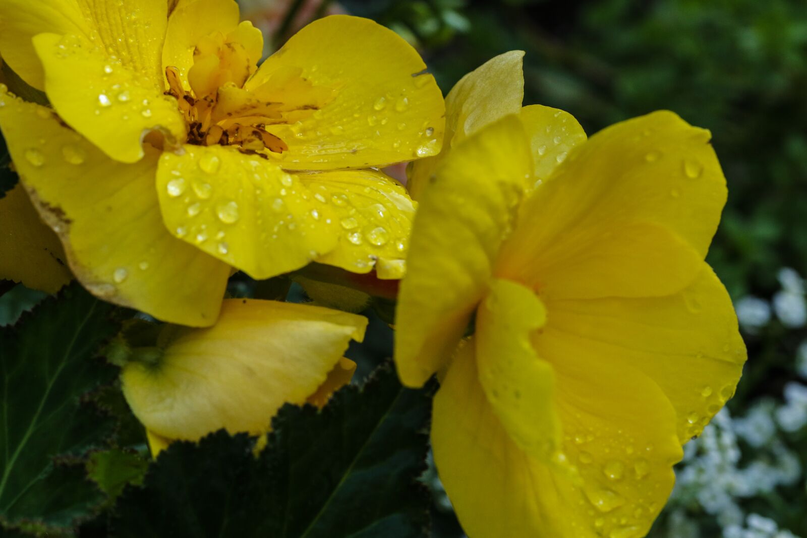 Canon EOS 7D Mark II sample photo. Flowers, yellow, water drop photography