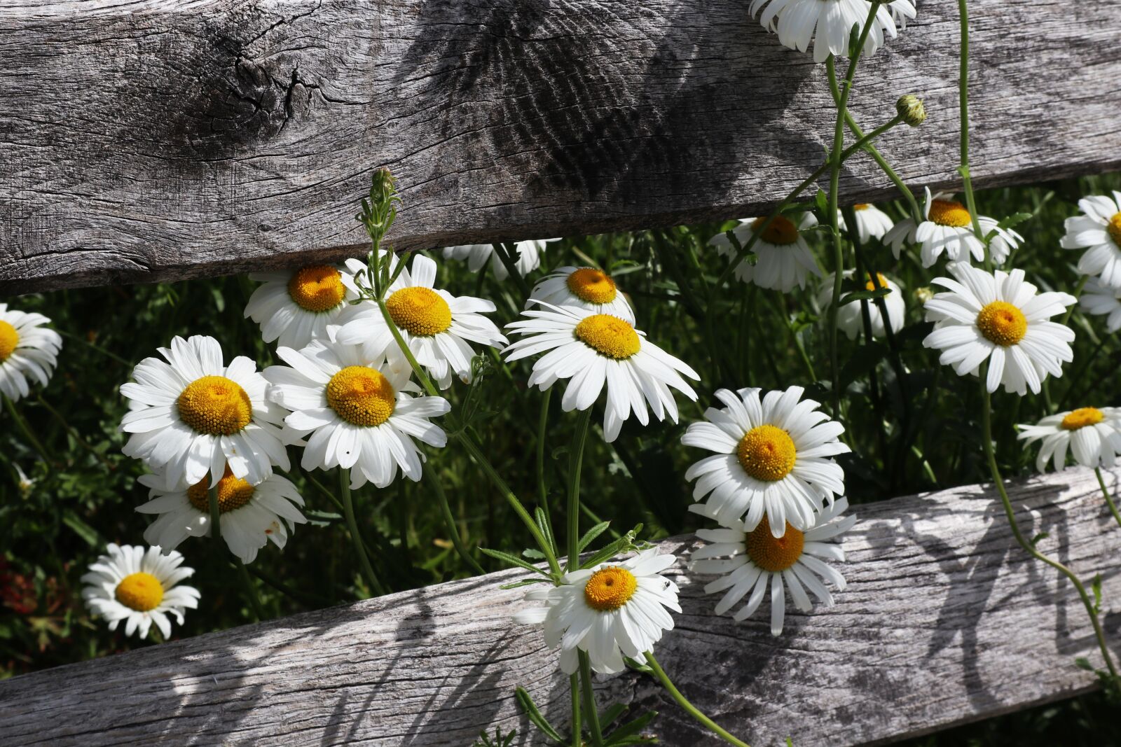 Canon EOS M100 sample photo. Daisies, flowers, summer photography