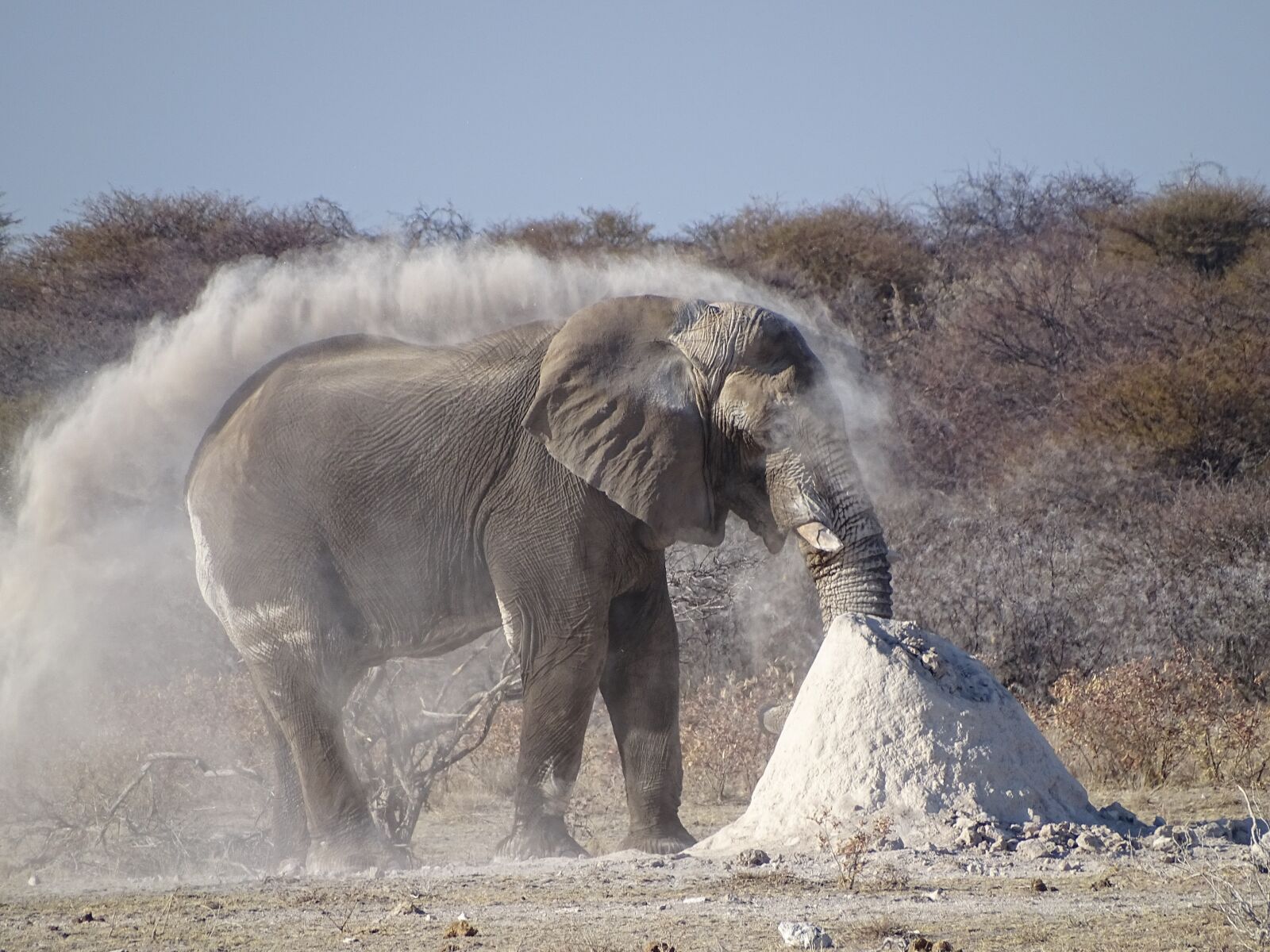 Sony Cyber-shot DSC-HX400V sample photo. Elephant, etosha, namibia photography