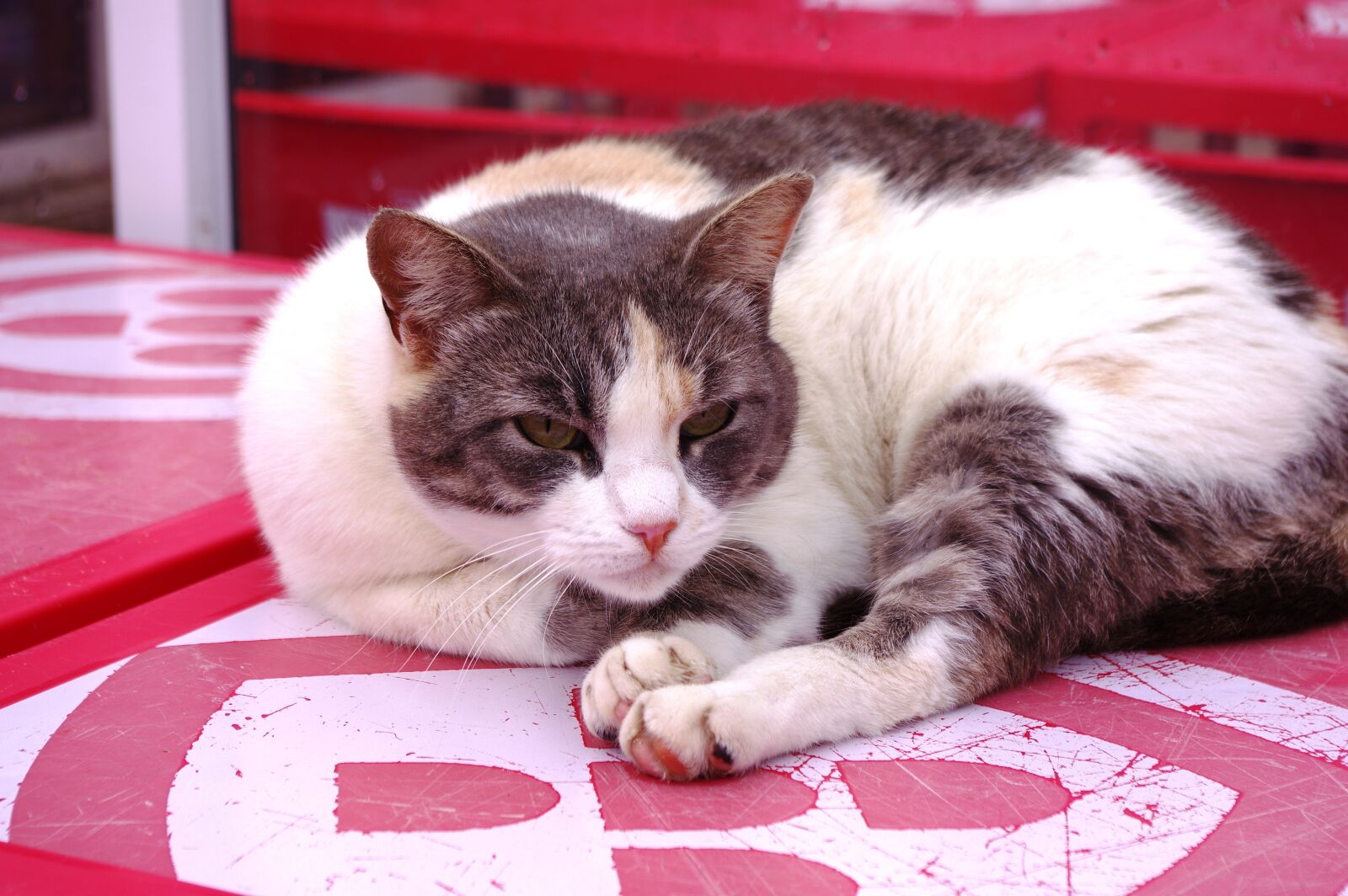 Pentax K-3 sample photo. Cat, concerns, red photography