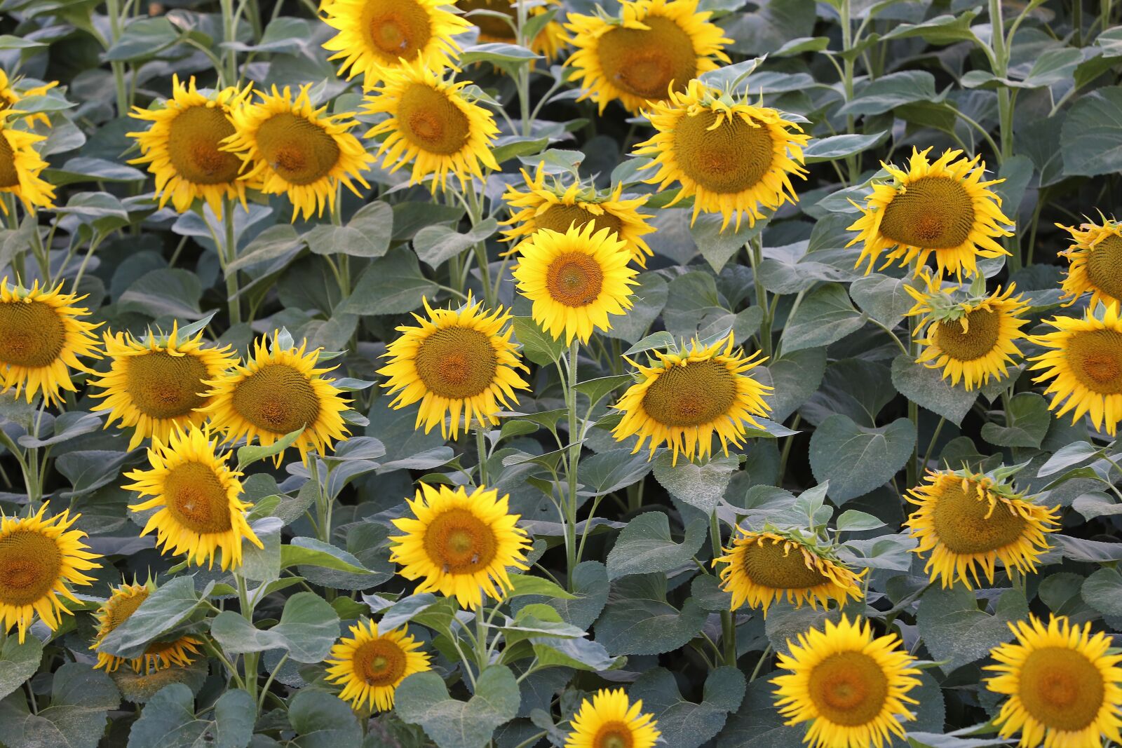 Canon EF 70-300 F4-5.6 IS II USM sample photo. Agriculture, sunflowers, bloom photography