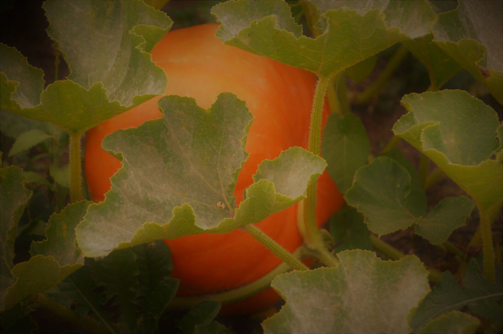 Nikon D3200 sample photo. Pumpkin, vegetable, food photography