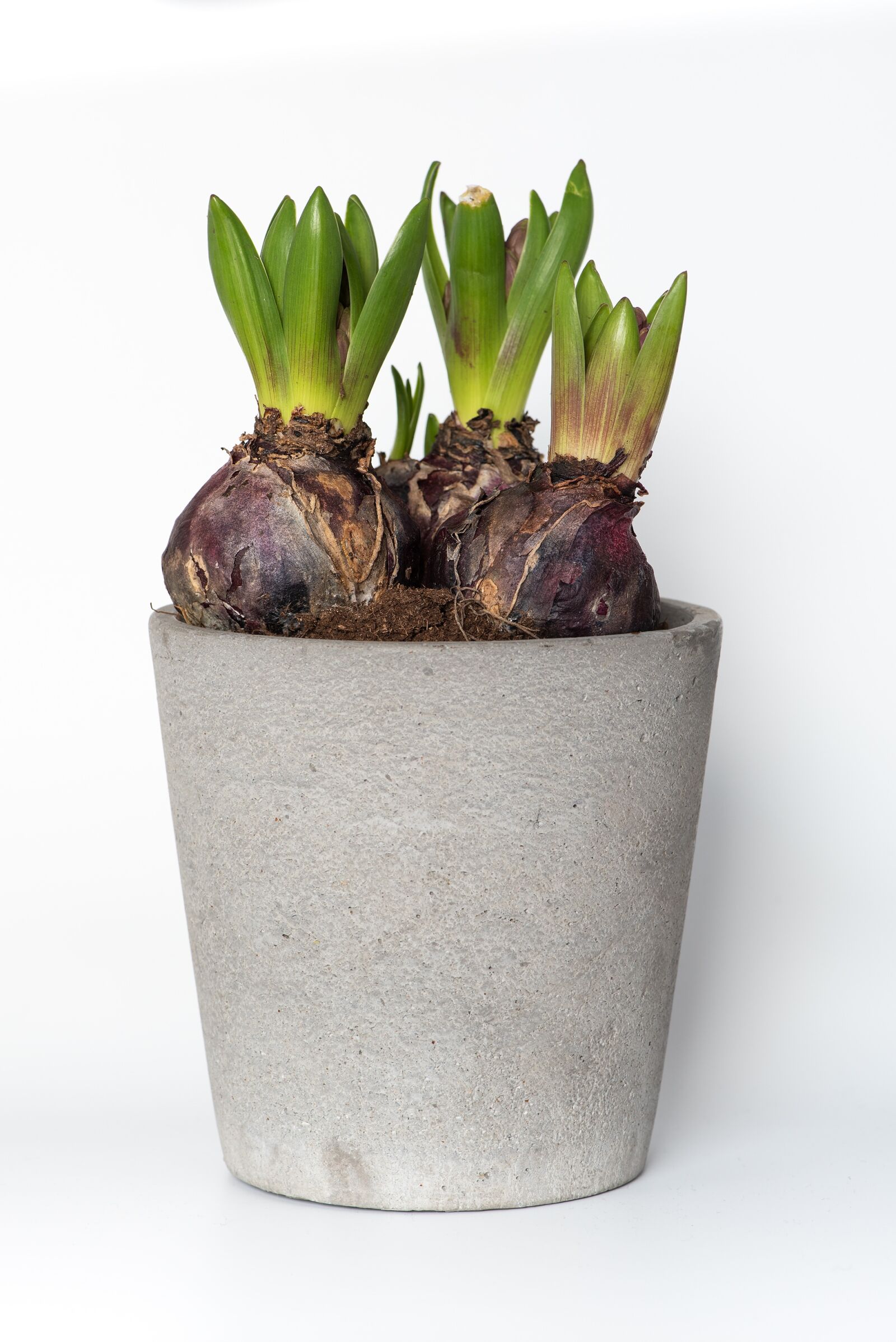Nikon D750 sample photo. Hyacinth, plant, flowers photography
