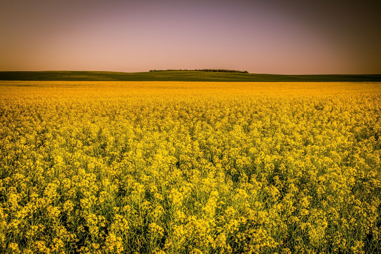 Pentax K-S2 sample photo. Canola field, rapeseed, yellow photography