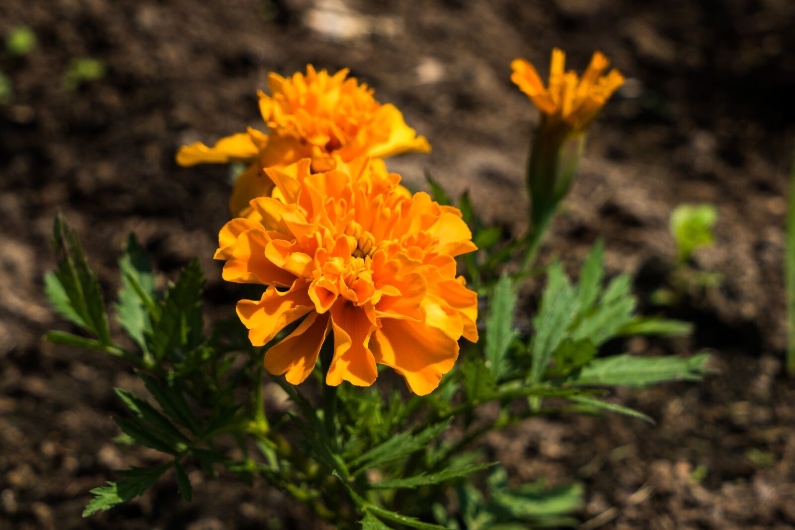 Sony a6300 + Sony Vario Tessar T* FE 24-70mm F4 ZA OSS sample photo. Barhotki, flowers, petals photography